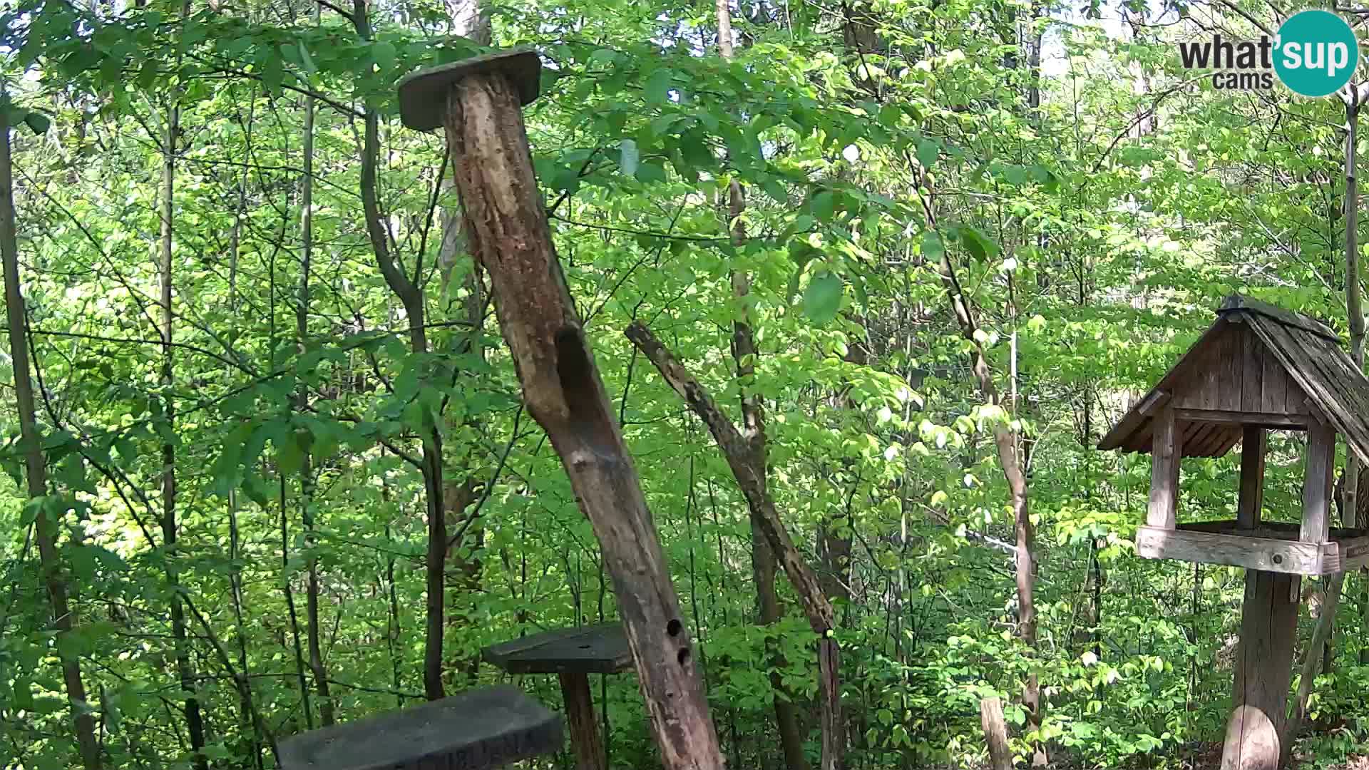 Mangiatoie per uccelli allo ZOO di Lubiana livecam