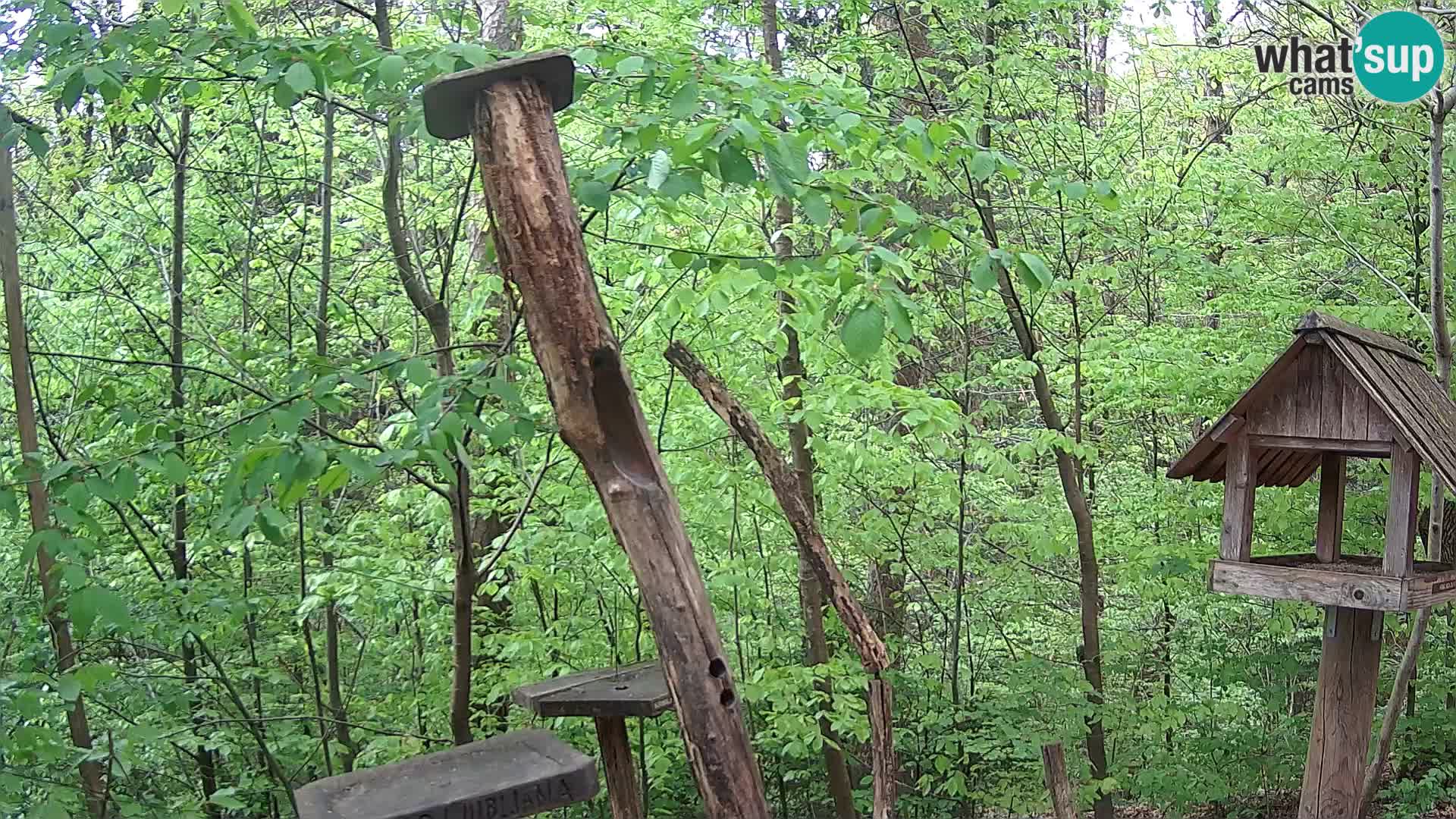 Vogelfutterhäuschen im ZOO webcam Ljubljana