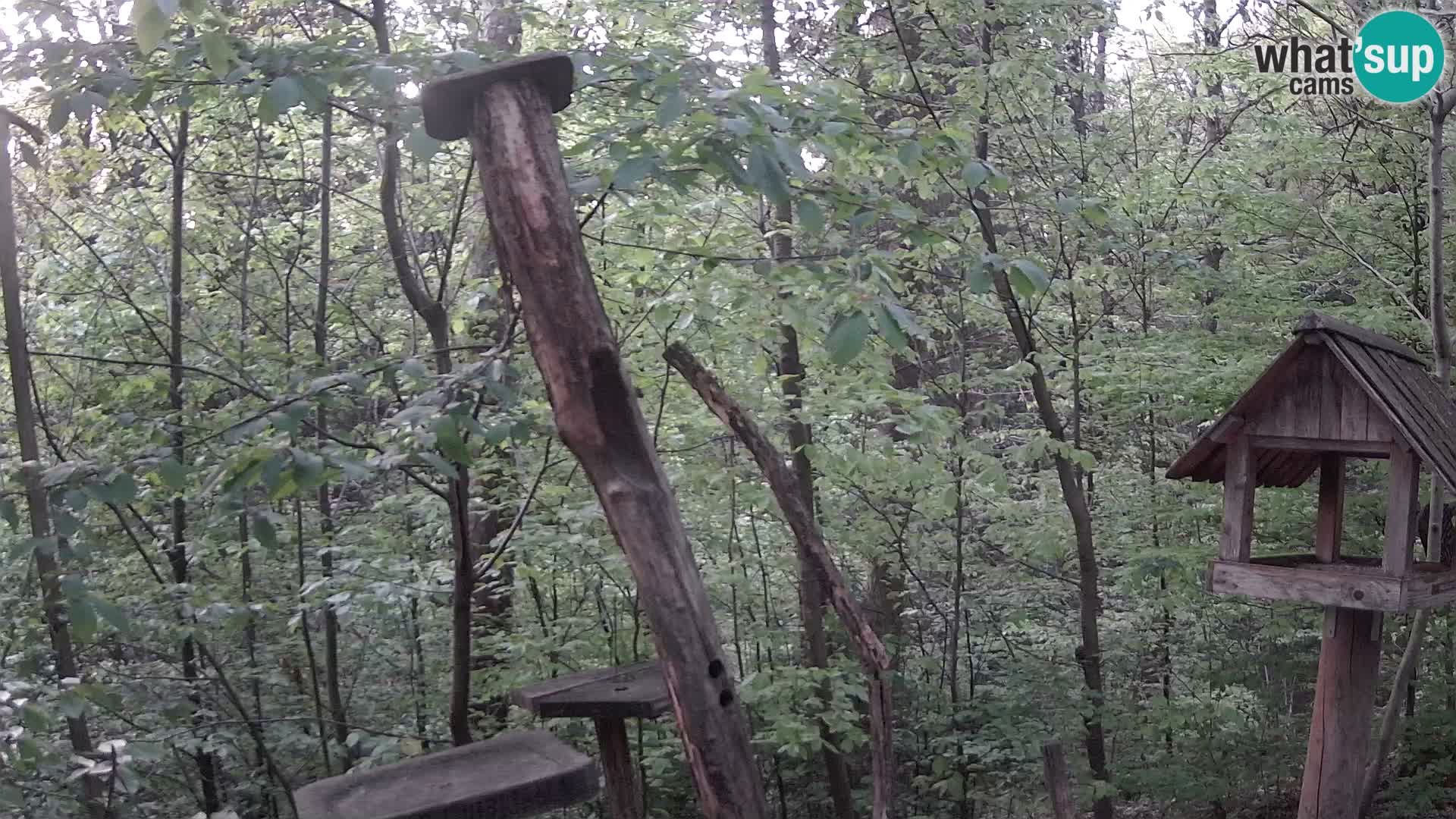 Krmilnice za ptiče v ZOO Ljubljana spletna kamera