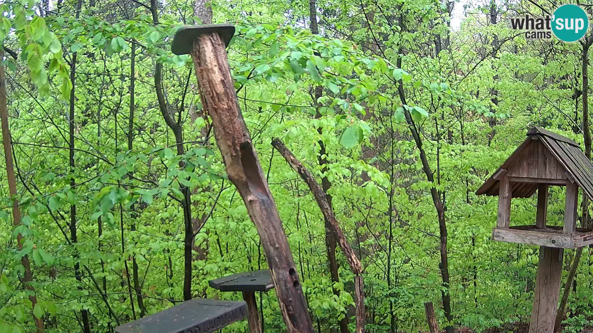 Hranilice za ptice u ZOO web kamera Ljubljana