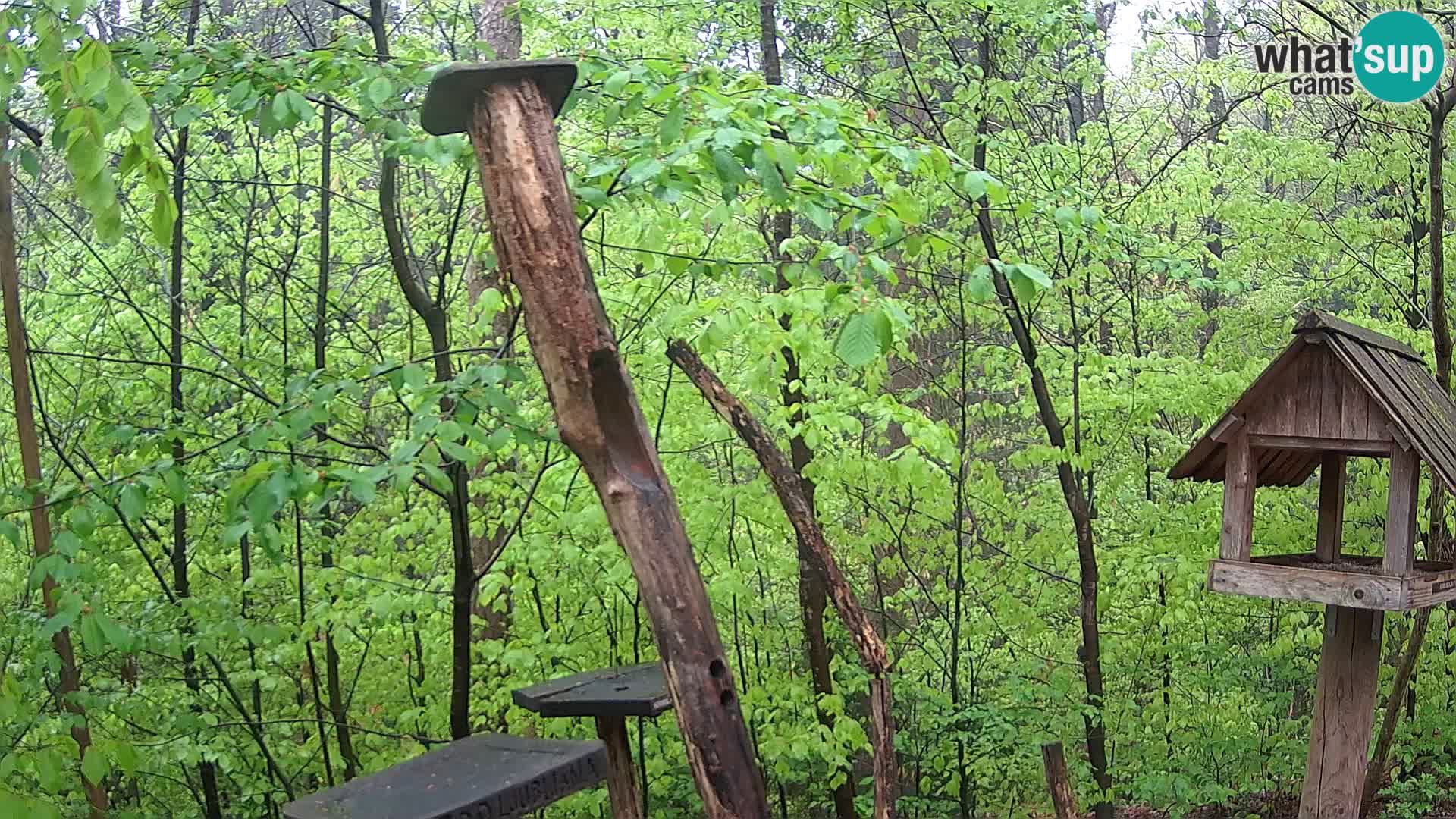 Mangeoires pour oiseaux au ZOO live webcam Ljubljana