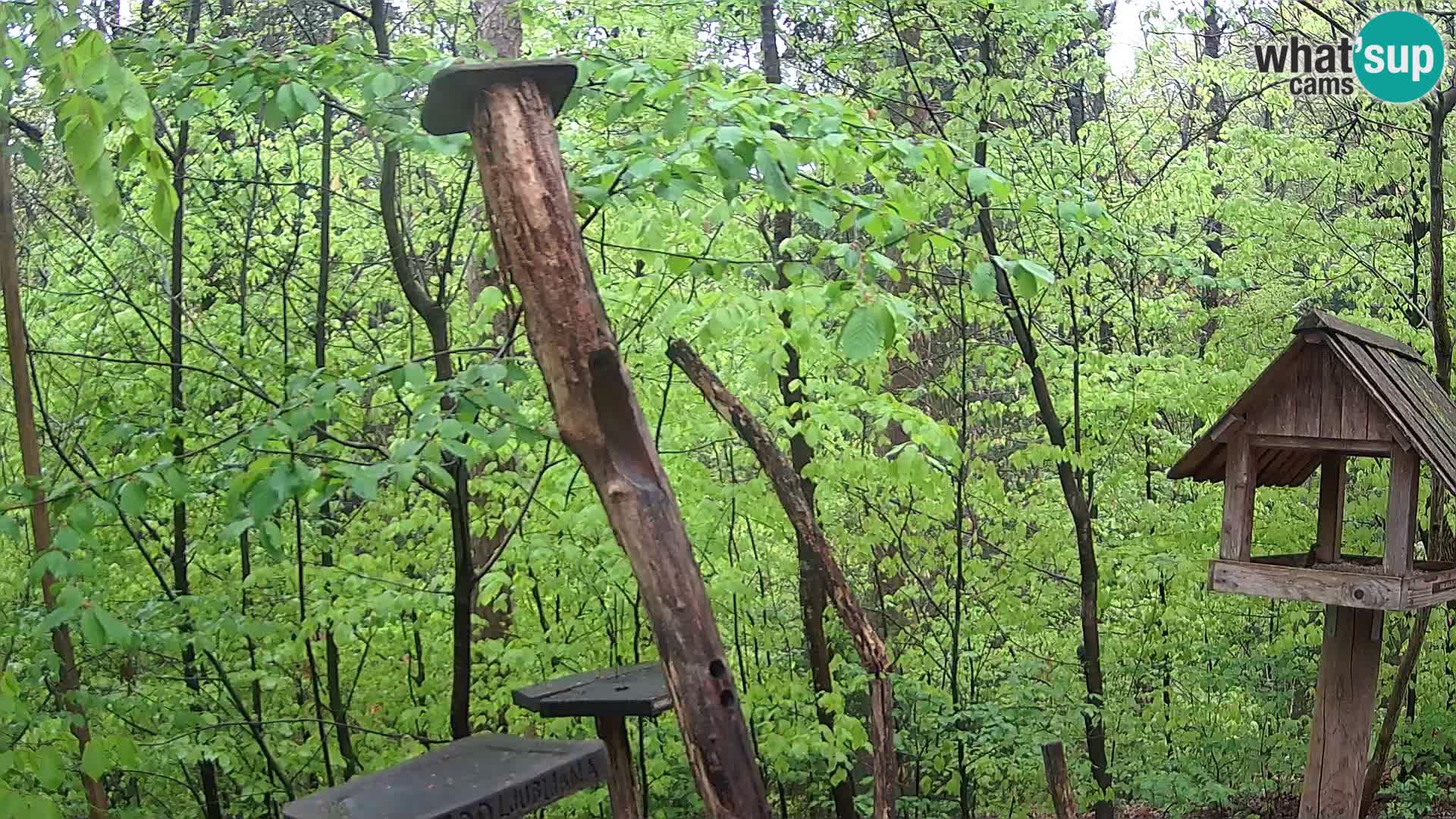 Vogelfutterhäuschen im ZOO webcam Ljubljana