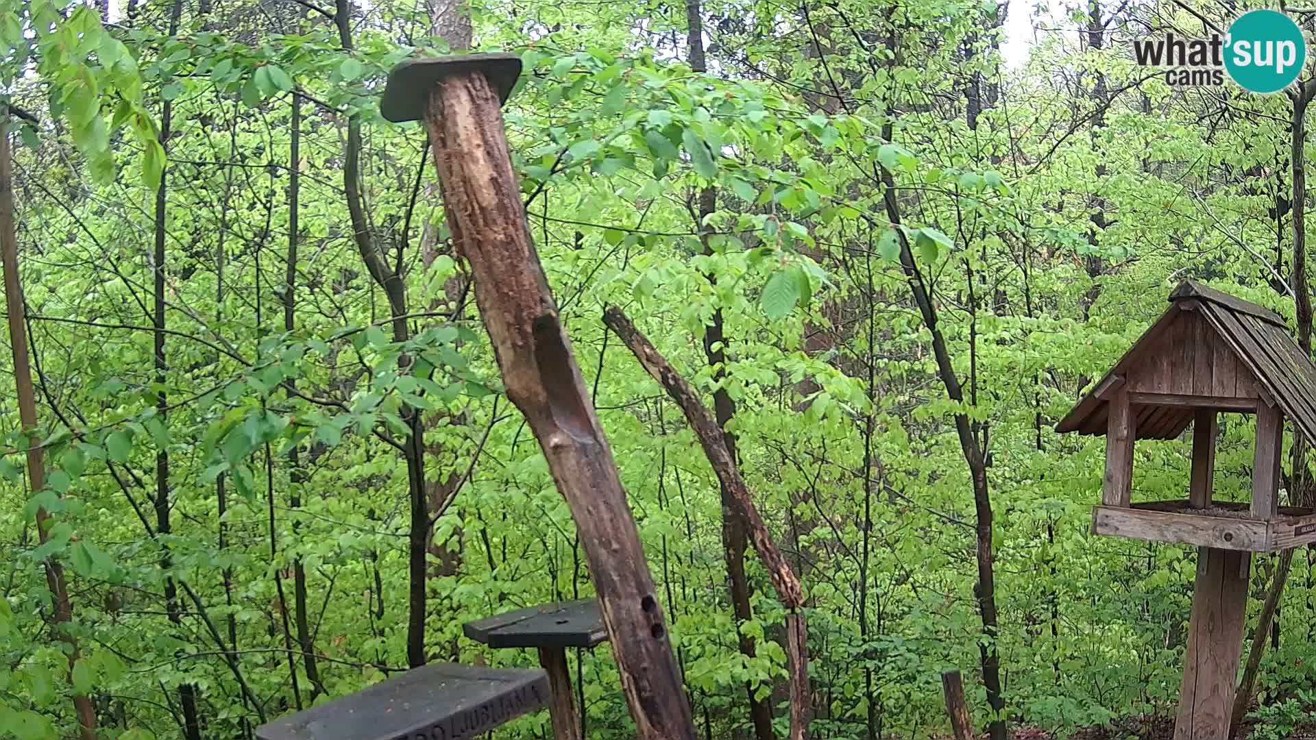 Mangeoires pour oiseaux au ZOO live webcam Ljubljana
