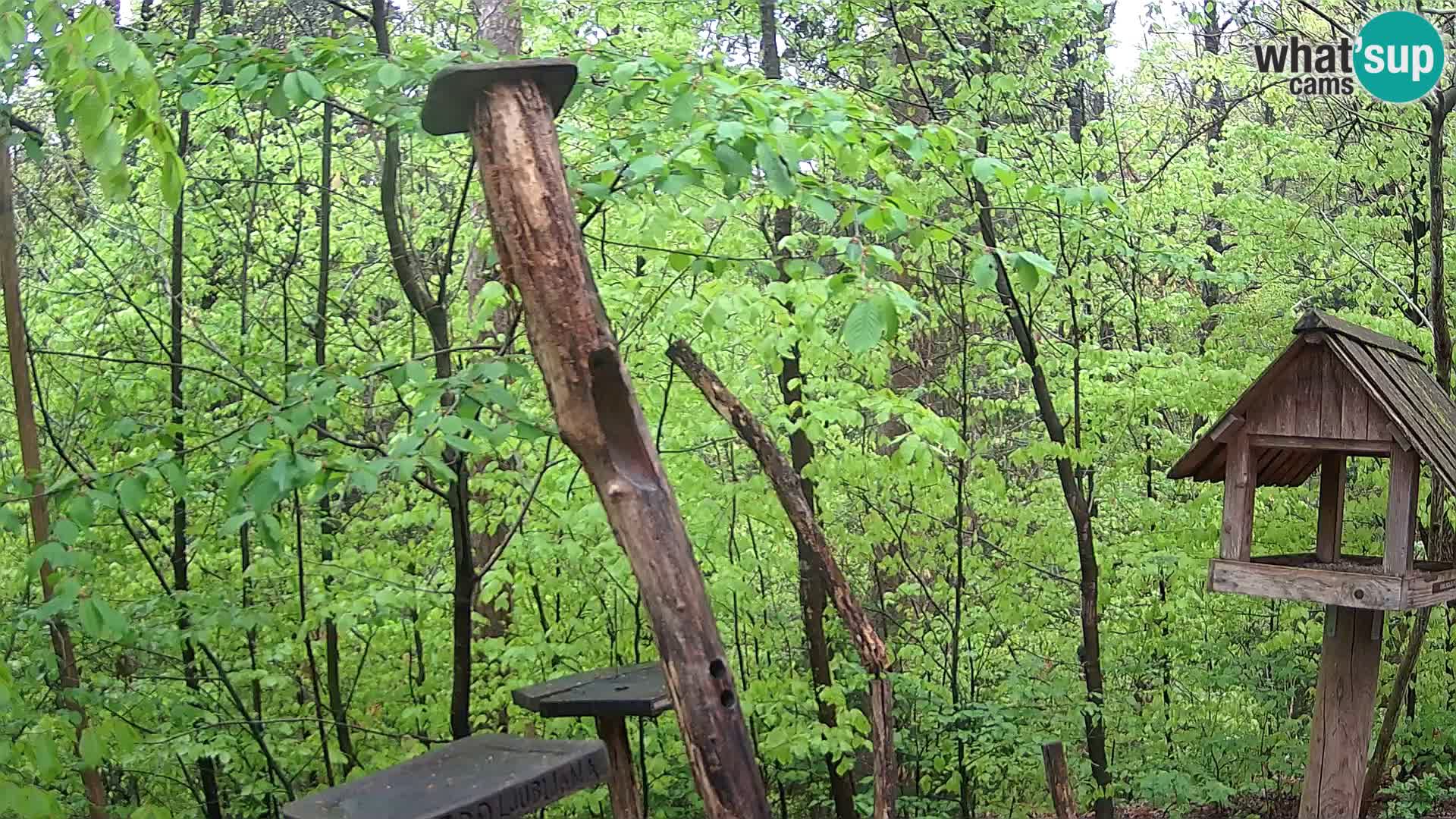 Mangeoires pour oiseaux au ZOO live webcam Ljubljana