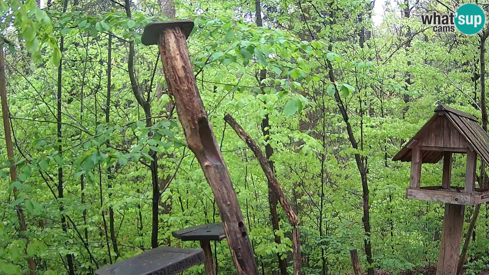 Bird feeders at ZOO Ljubljana webcam