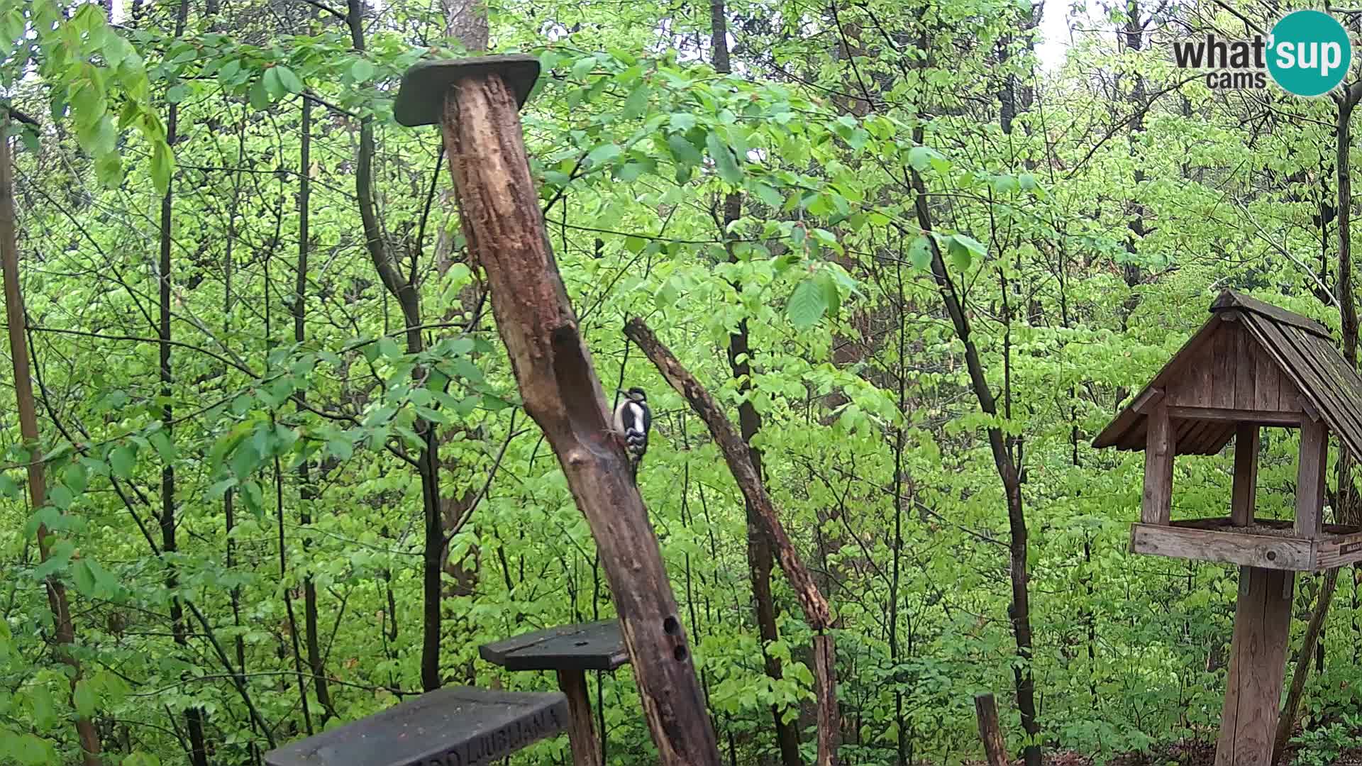 Comederos para pájaros en ZOO Ljubljana camera en vivo