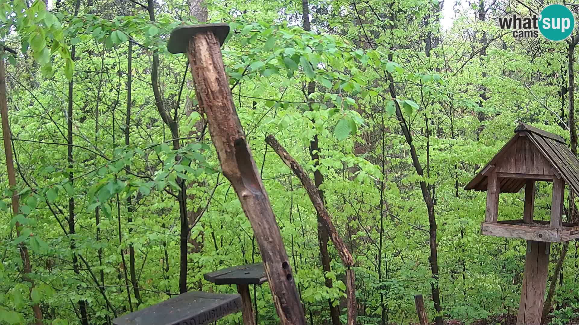 Mangeoires pour oiseaux au ZOO live webcam Ljubljana