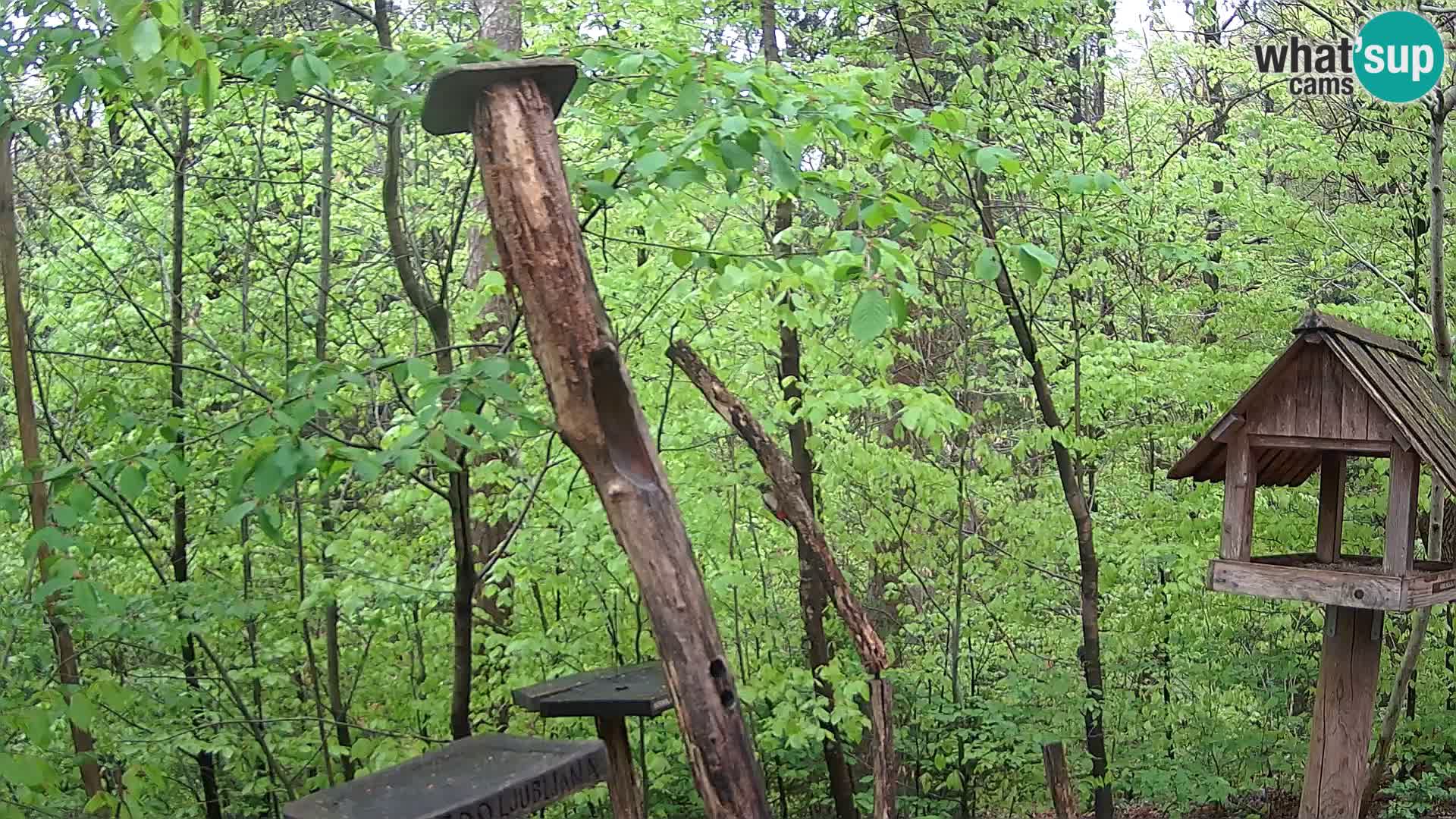Hranilice za ptice u ZOO web kamera Ljubljana