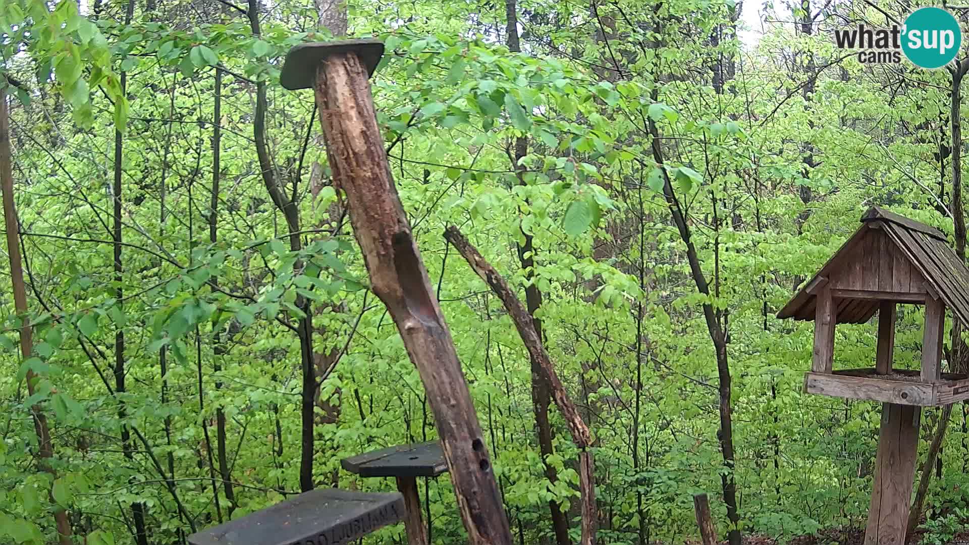 Krmilnice za ptiče v ZOO Ljubljana spletna kamera