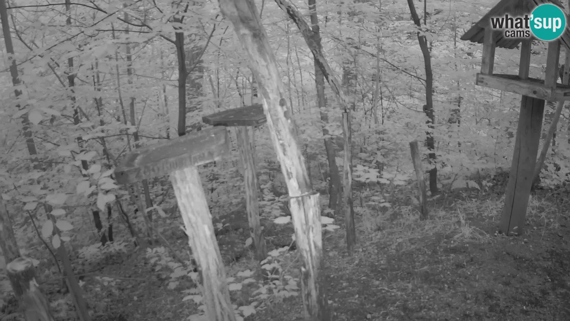 Mangeoires pour oiseaux au ZOO live webcam Ljubljana