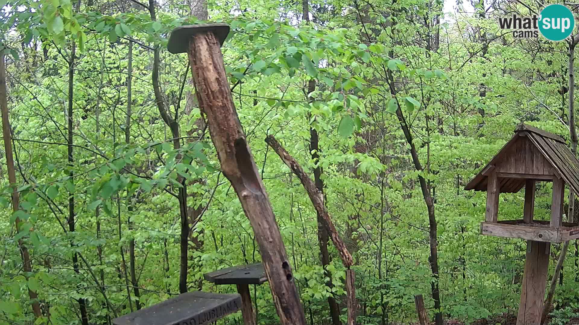 Bird feeders at ZOO Ljubljana webcam