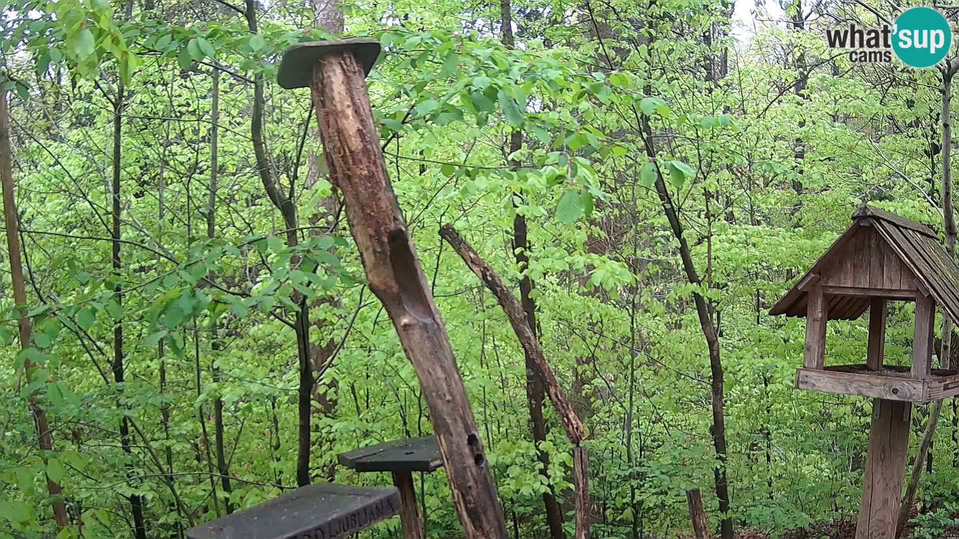 Krmilnice za ptiče v ZOO Ljubljana spletna kamera