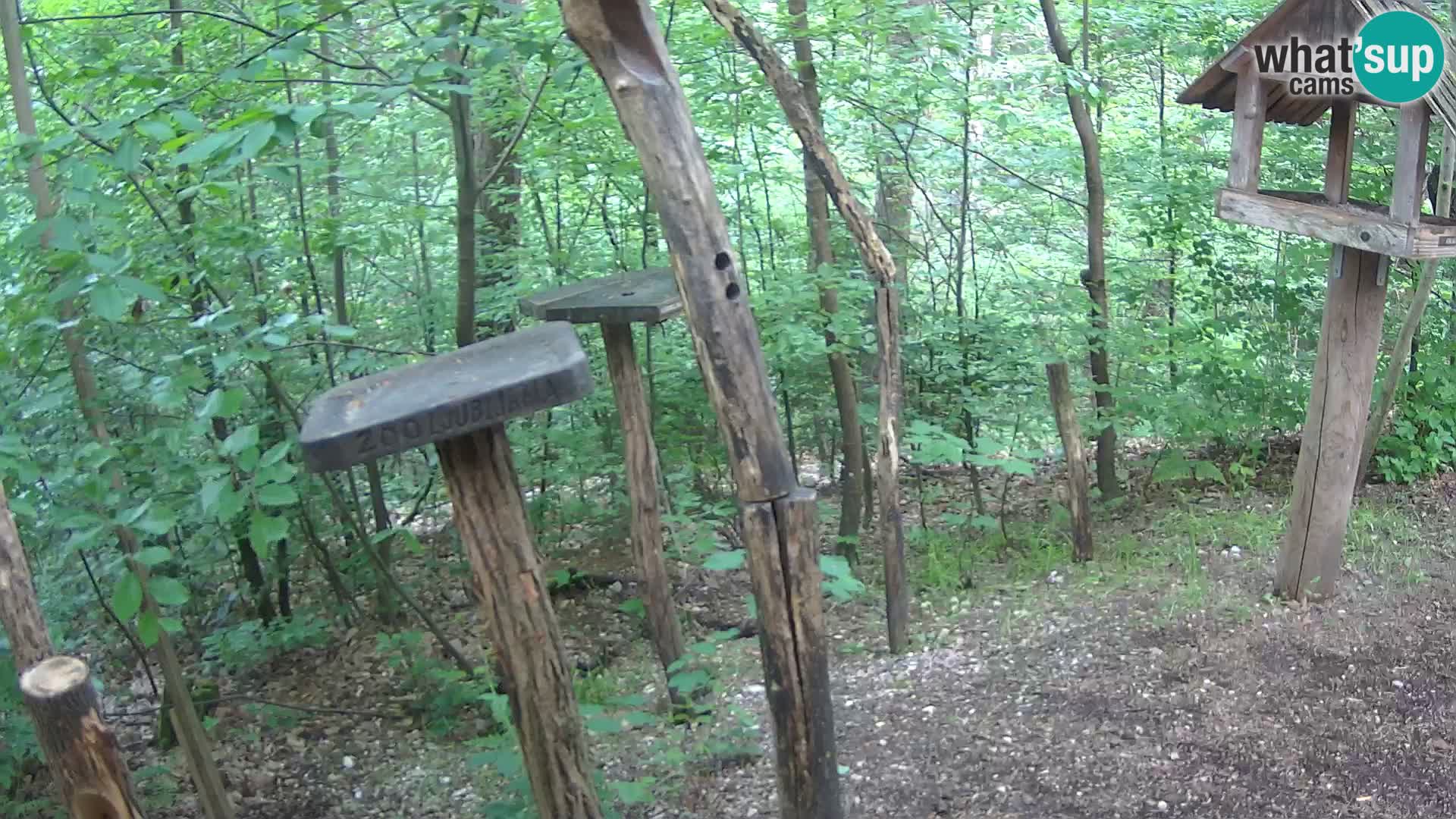 Mangiatoie per uccelli allo ZOO di Lubiana livecam