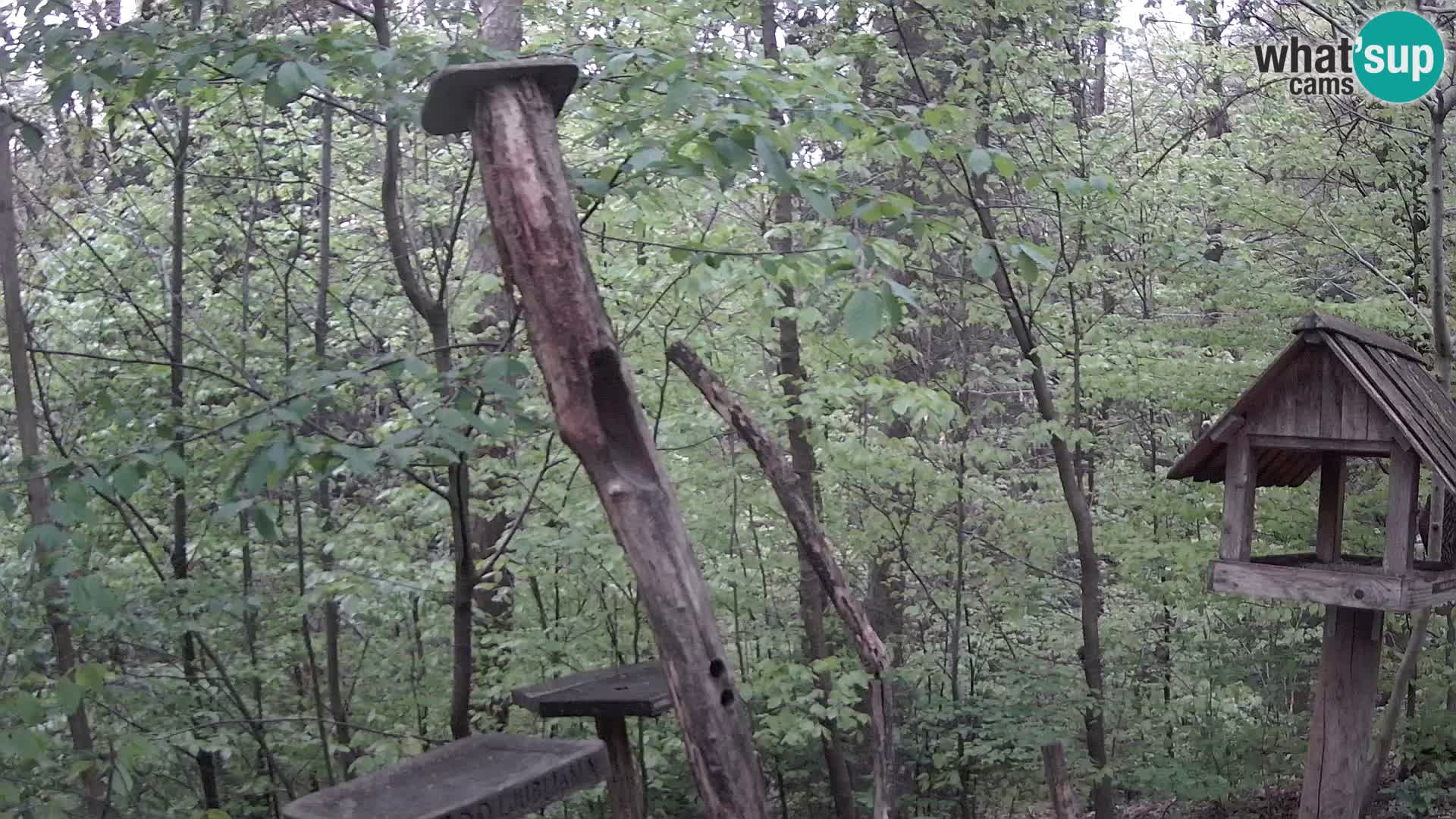 Vogelfutterhäuschen im ZOO webcam Ljubljana