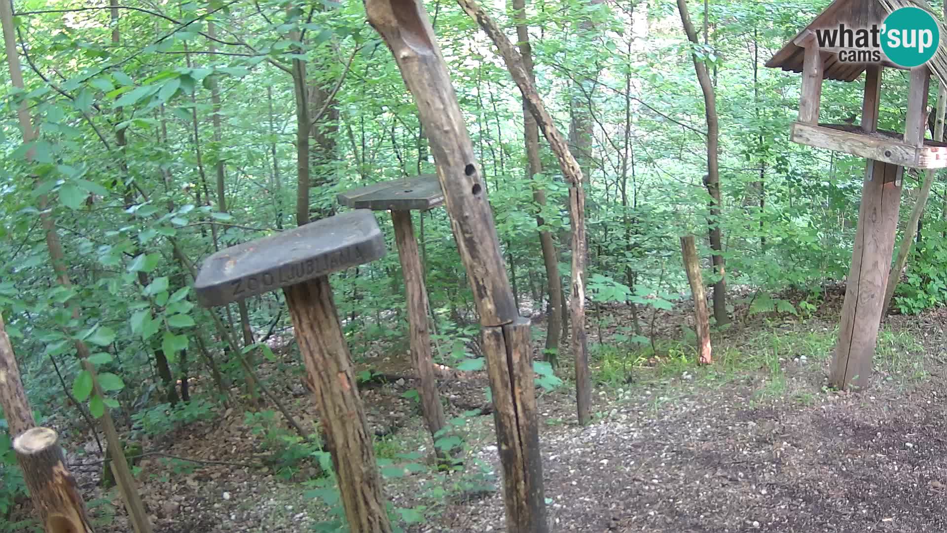 Hranilice za ptice u ZOO web kamera Ljubljana