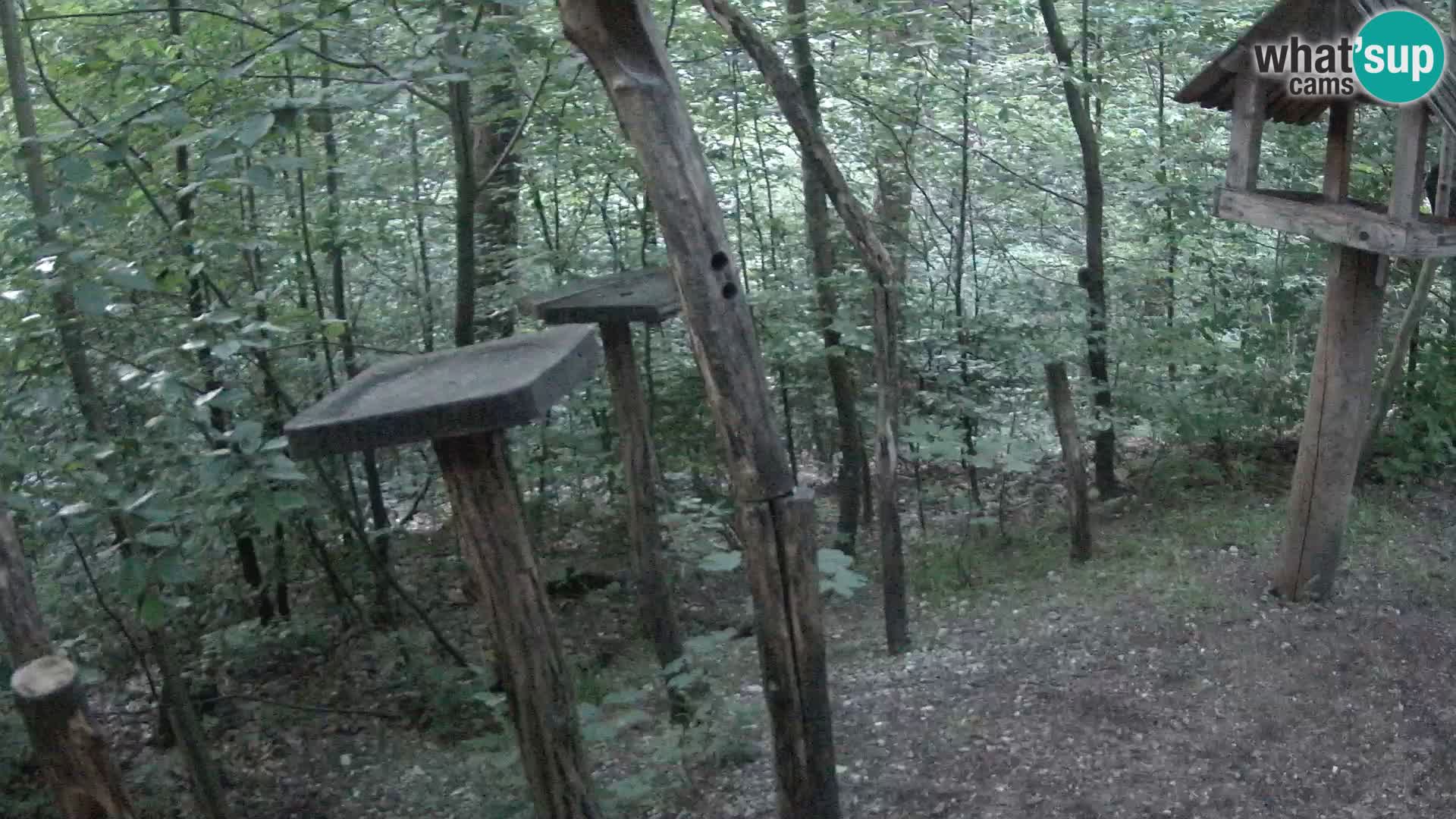 Mangiatoie per uccelli allo ZOO di Lubiana livecam