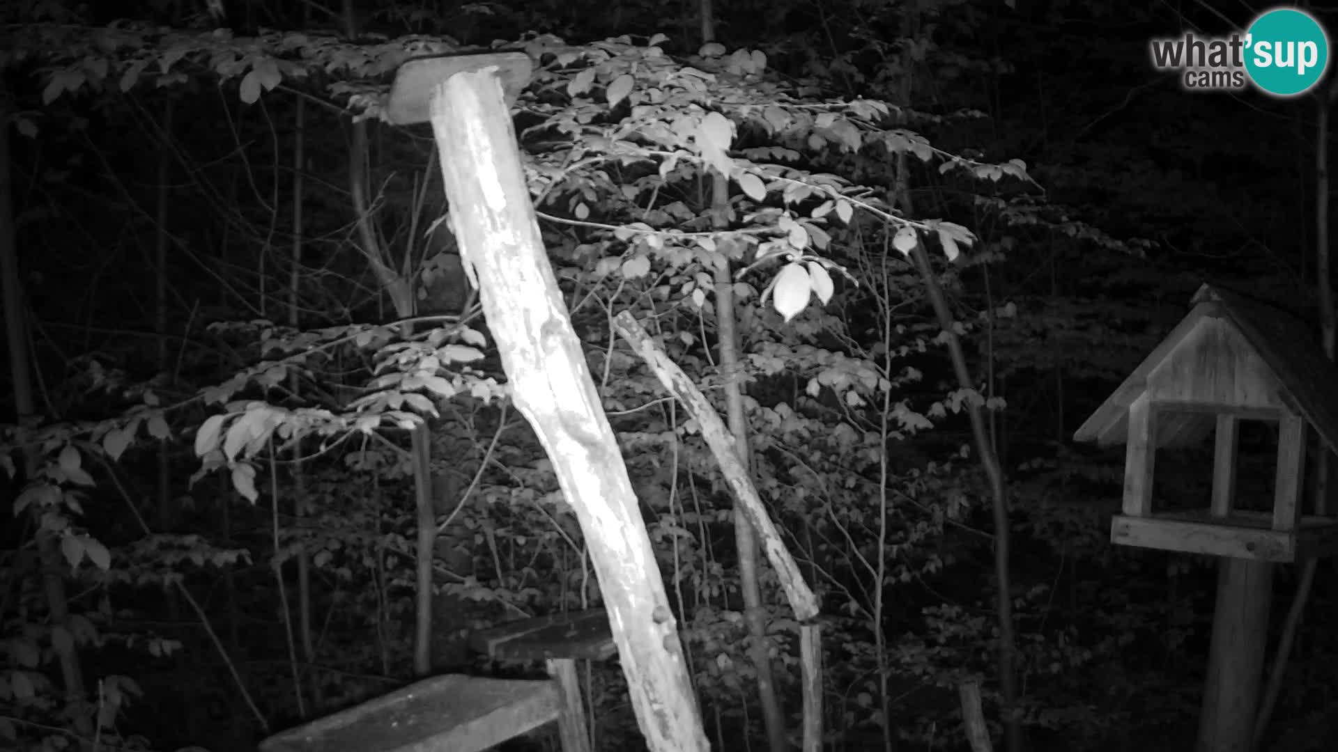 Vogelfutterhäuschen im ZOO webcam Ljubljana