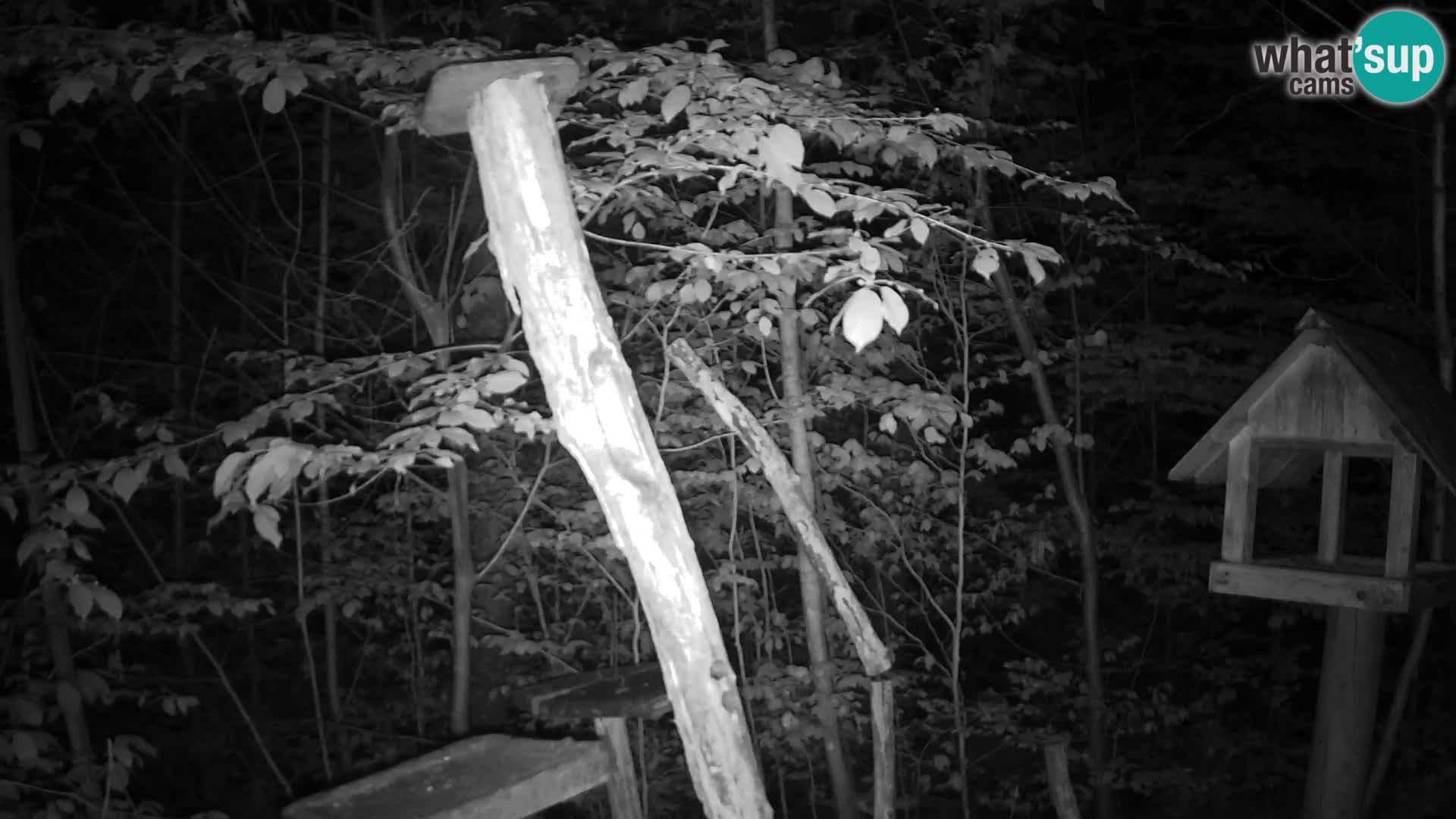 Vogelfutterhäuschen im ZOO webcam Ljubljana