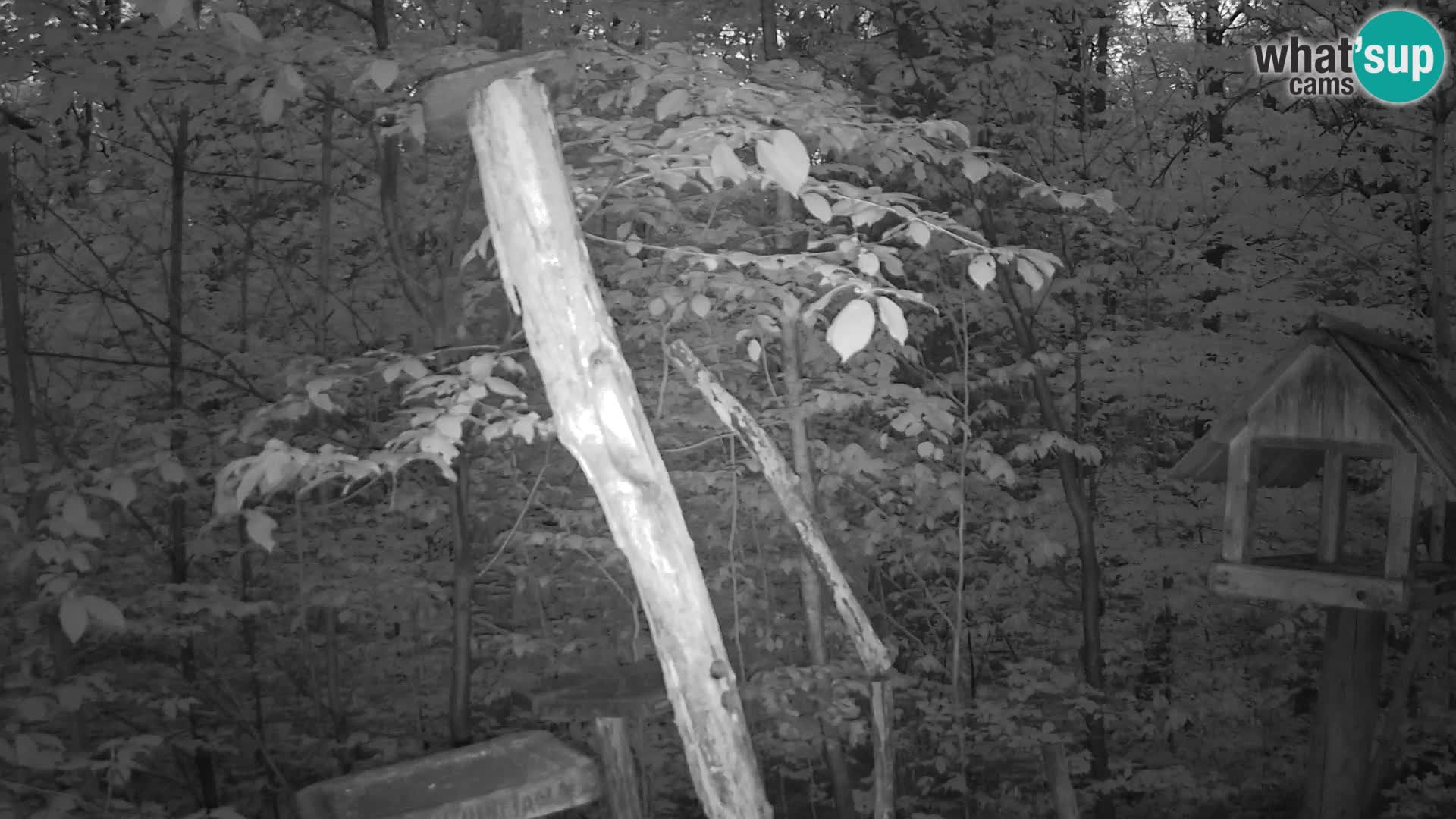 Hranilice za ptice u ZOO web kamera Ljubljana