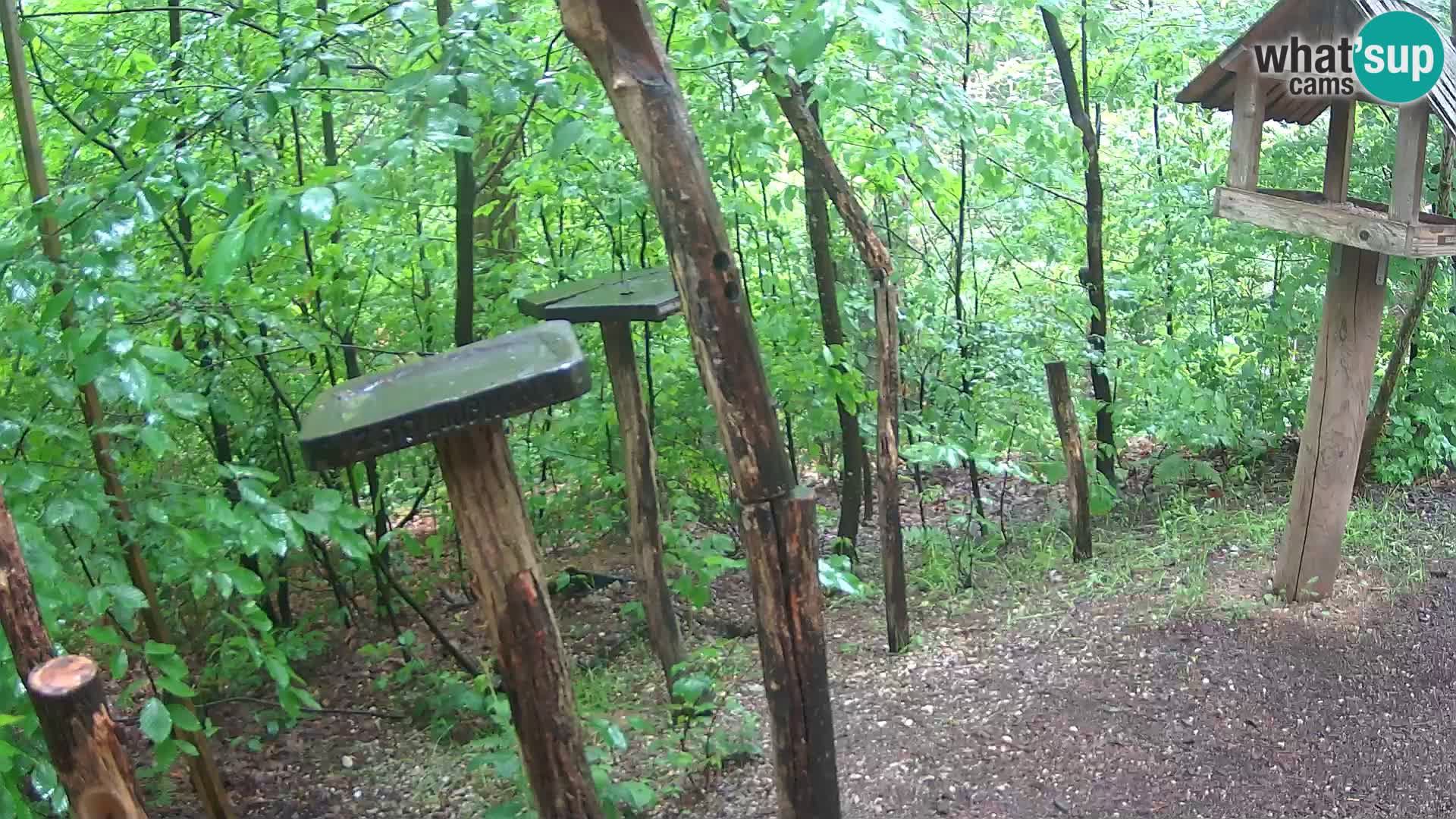 Comederos para pájaros en ZOO Ljubljana camera en vivo