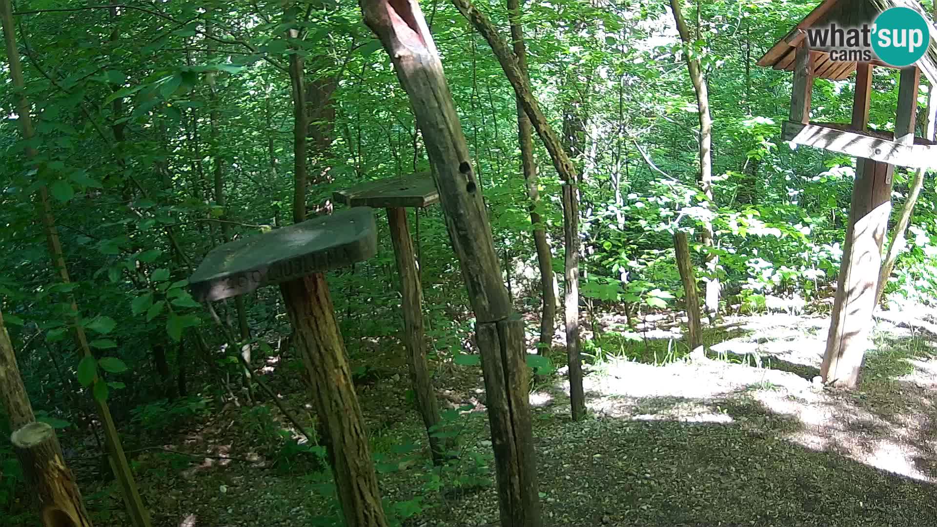 Mangiatoie per uccelli allo ZOO di Lubiana livecam