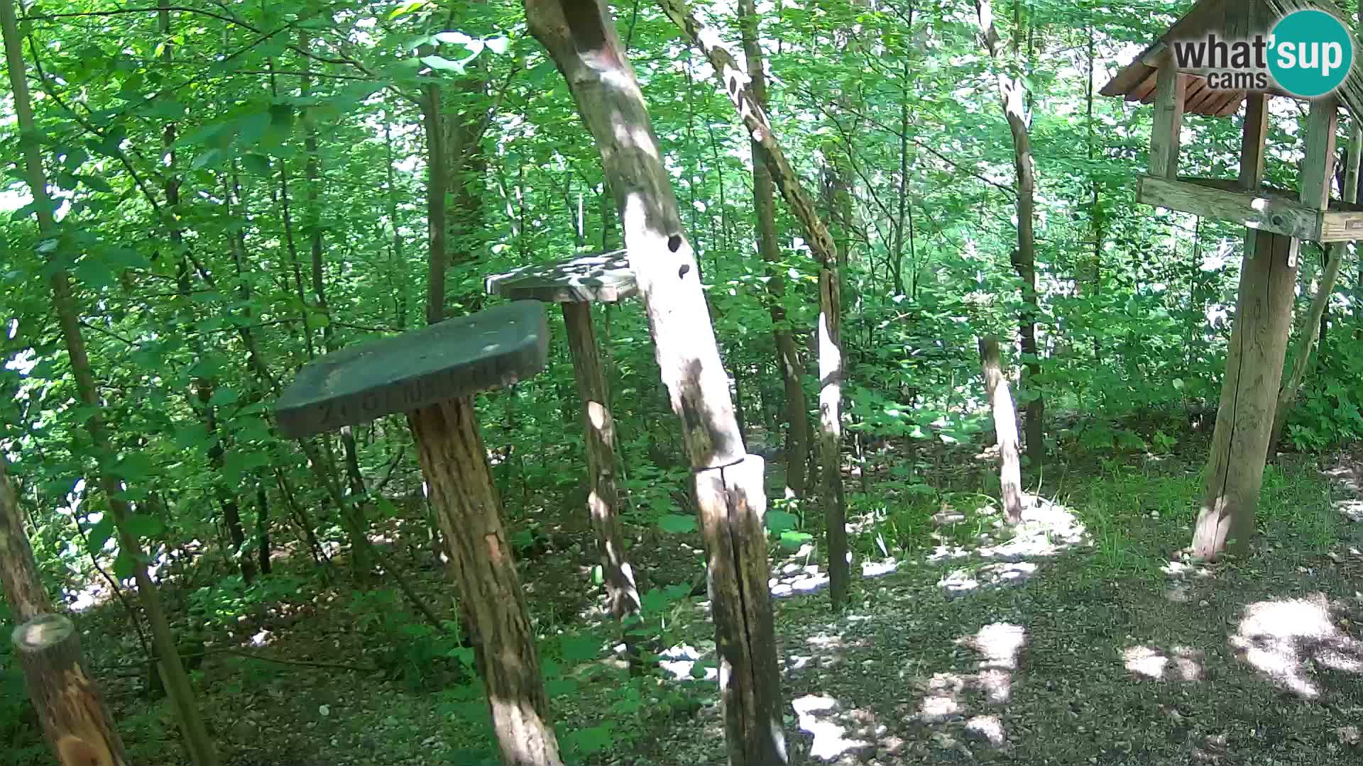 Vogelfutterhäuschen im ZOO webcam Ljubljana