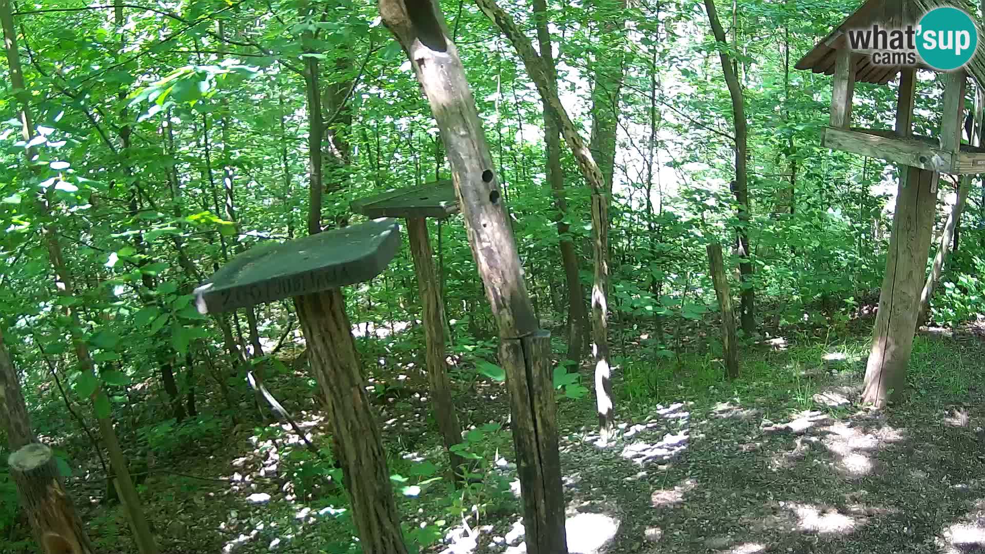 Mangiatoie per uccelli allo ZOO di Lubiana livecam