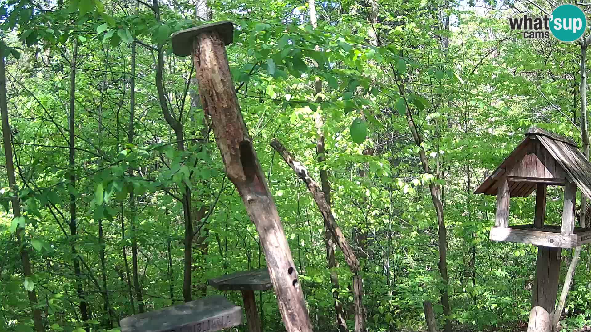 Mangeoires pour oiseaux au ZOO live webcam Ljubljana