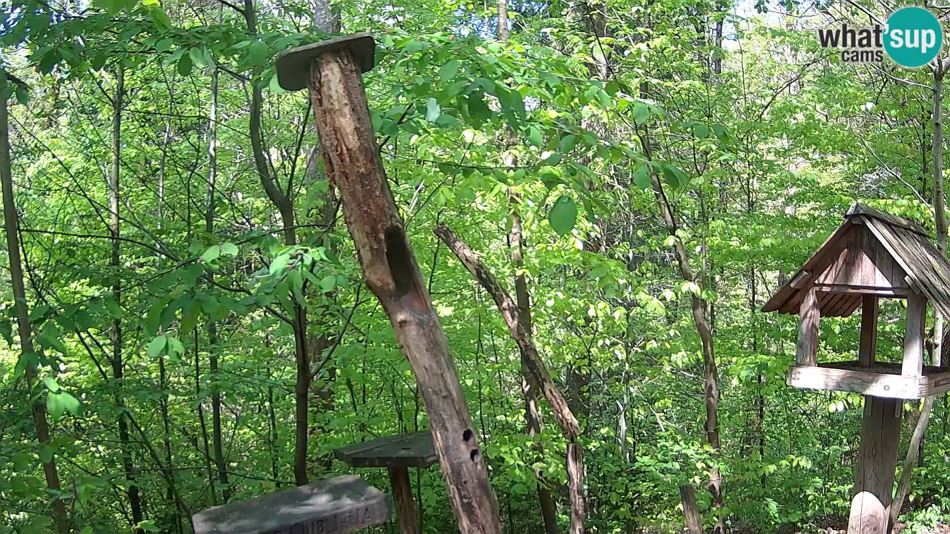 Krmilnice za ptiče v ZOO Ljubljana spletna kamera