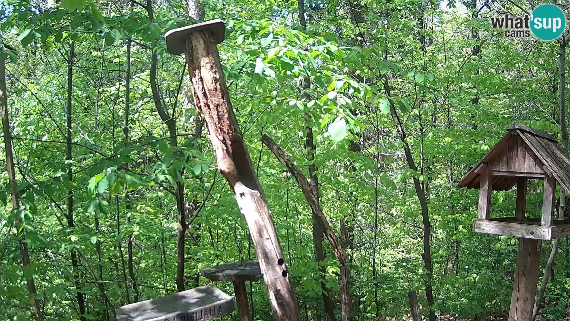 Vogelfutterhäuschen im ZOO webcam Ljubljana