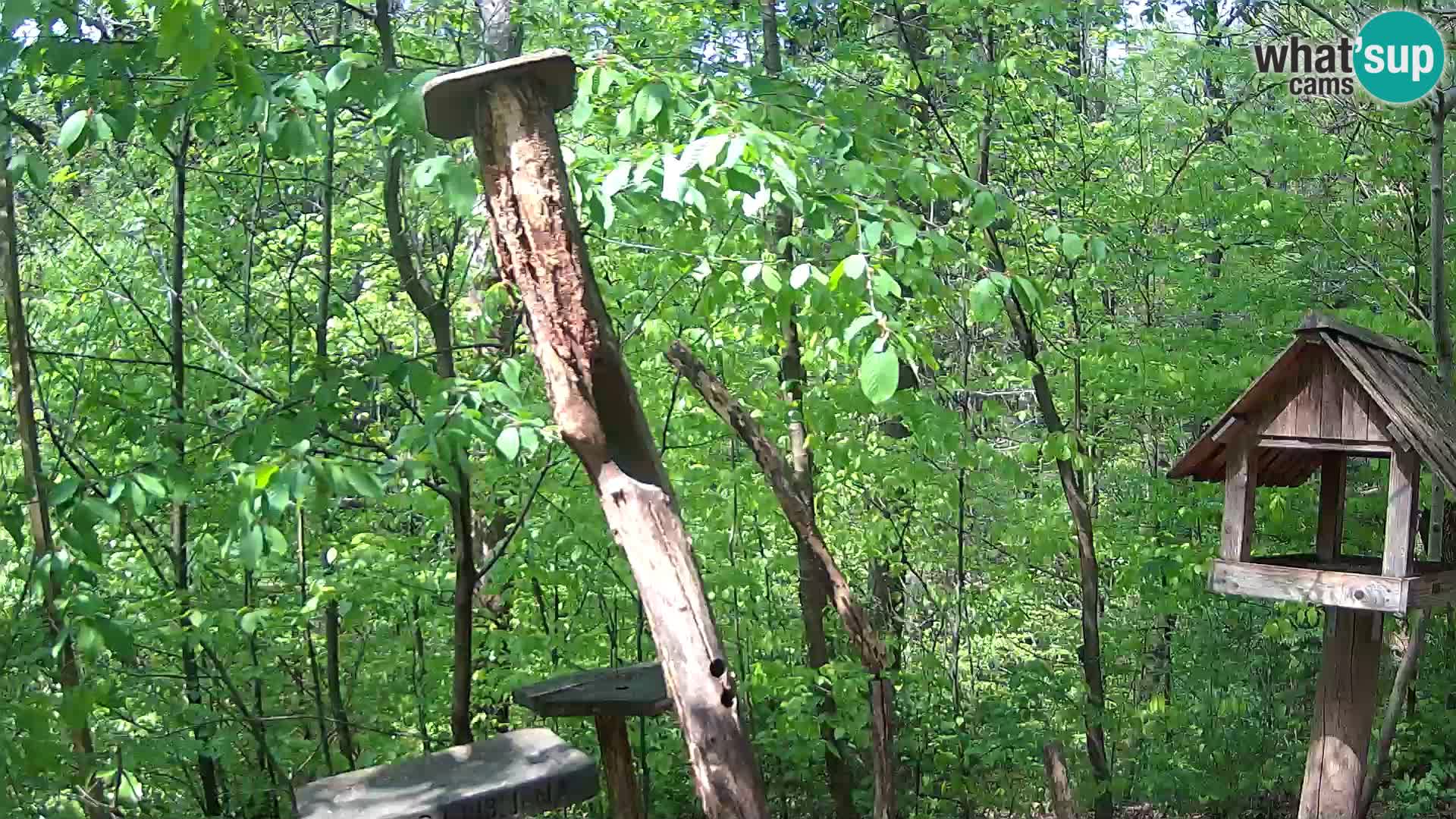 Vogelfutterhäuschen im ZOO webcam Ljubljana