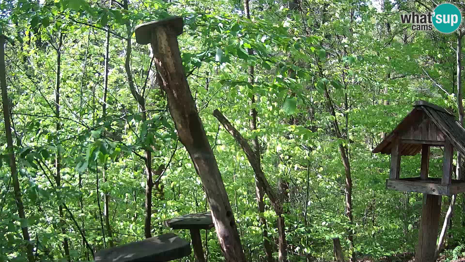 Vogelfutterhäuschen im ZOO webcam Ljubljana