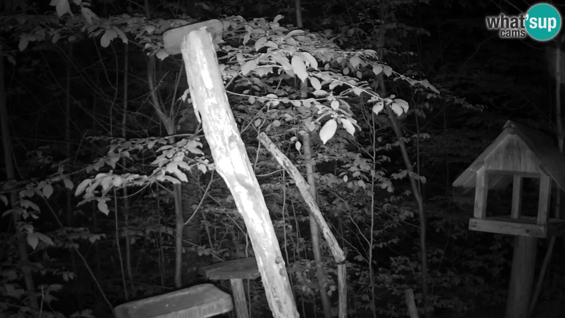 Comederos para pájaros en ZOO Ljubljana camera en vivo