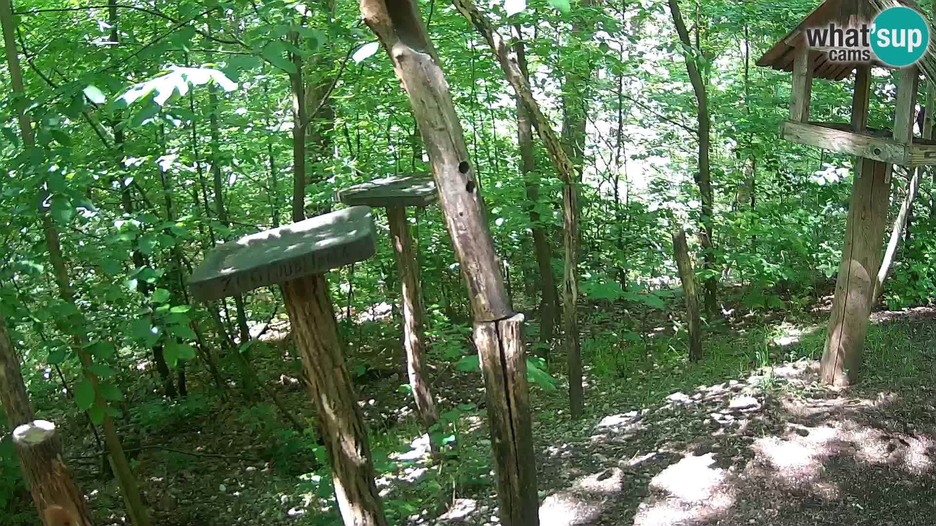 Vogelfutterhäuschen im ZOO webcam Ljubljana