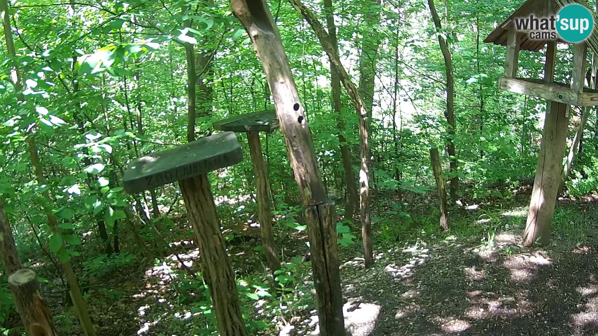 Comederos para pájaros en ZOO Ljubljana camera en vivo