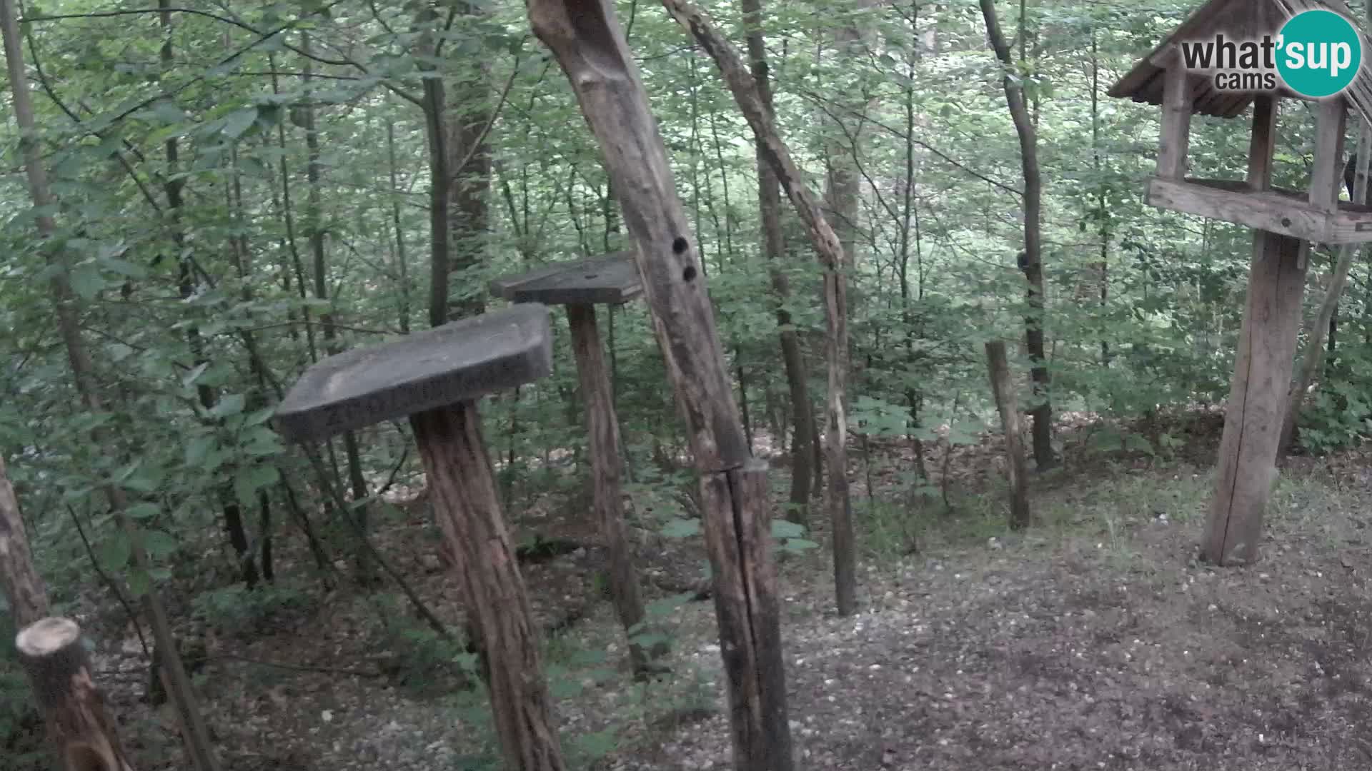 Comederos para pájaros en ZOO Ljubljana camera en vivo