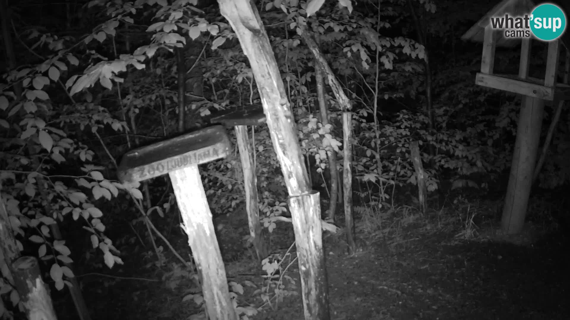 Vogelfutterhäuschen im ZOO webcam Ljubljana