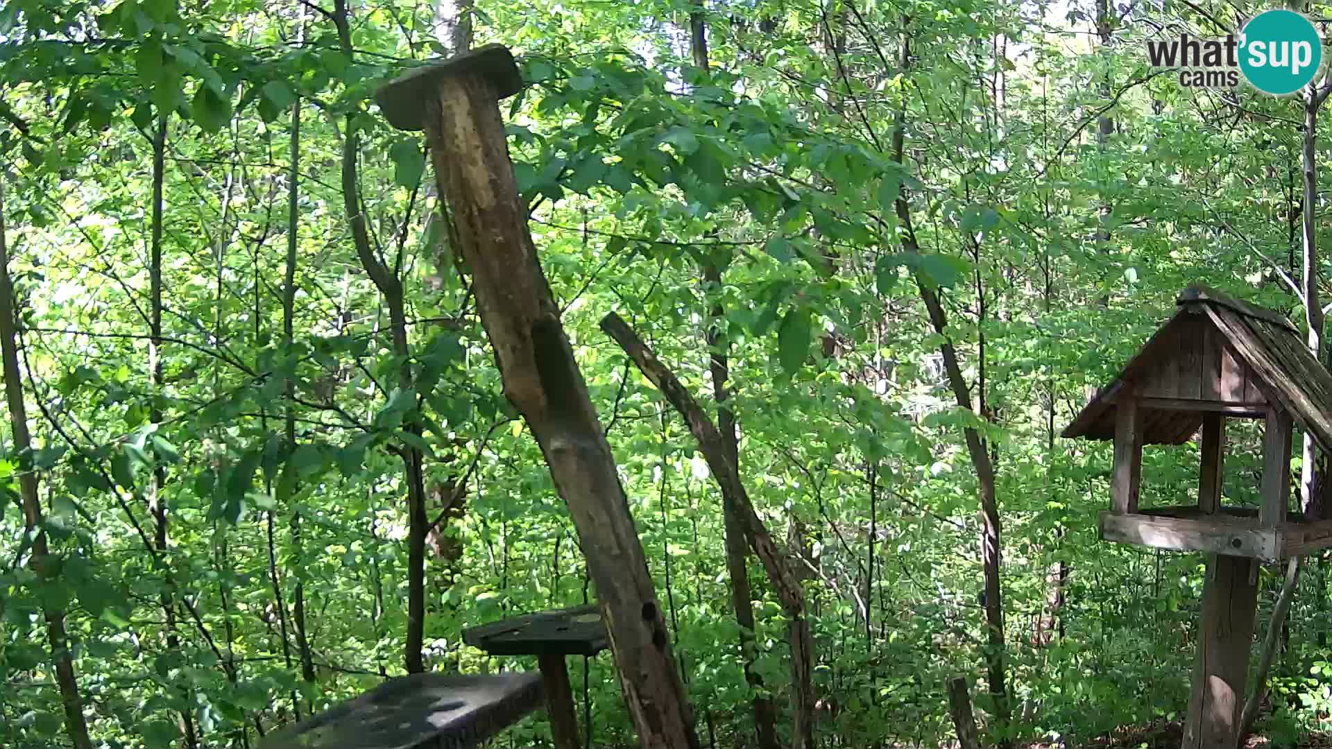 Mangeoires pour oiseaux au ZOO live webcam Ljubljana