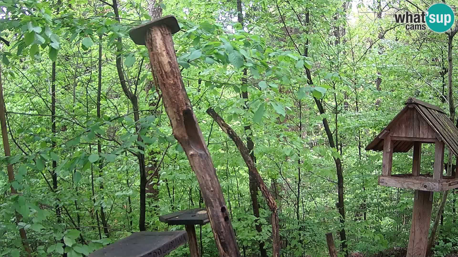 Krmilnice za ptiče v ZOO Ljubljana spletna kamera