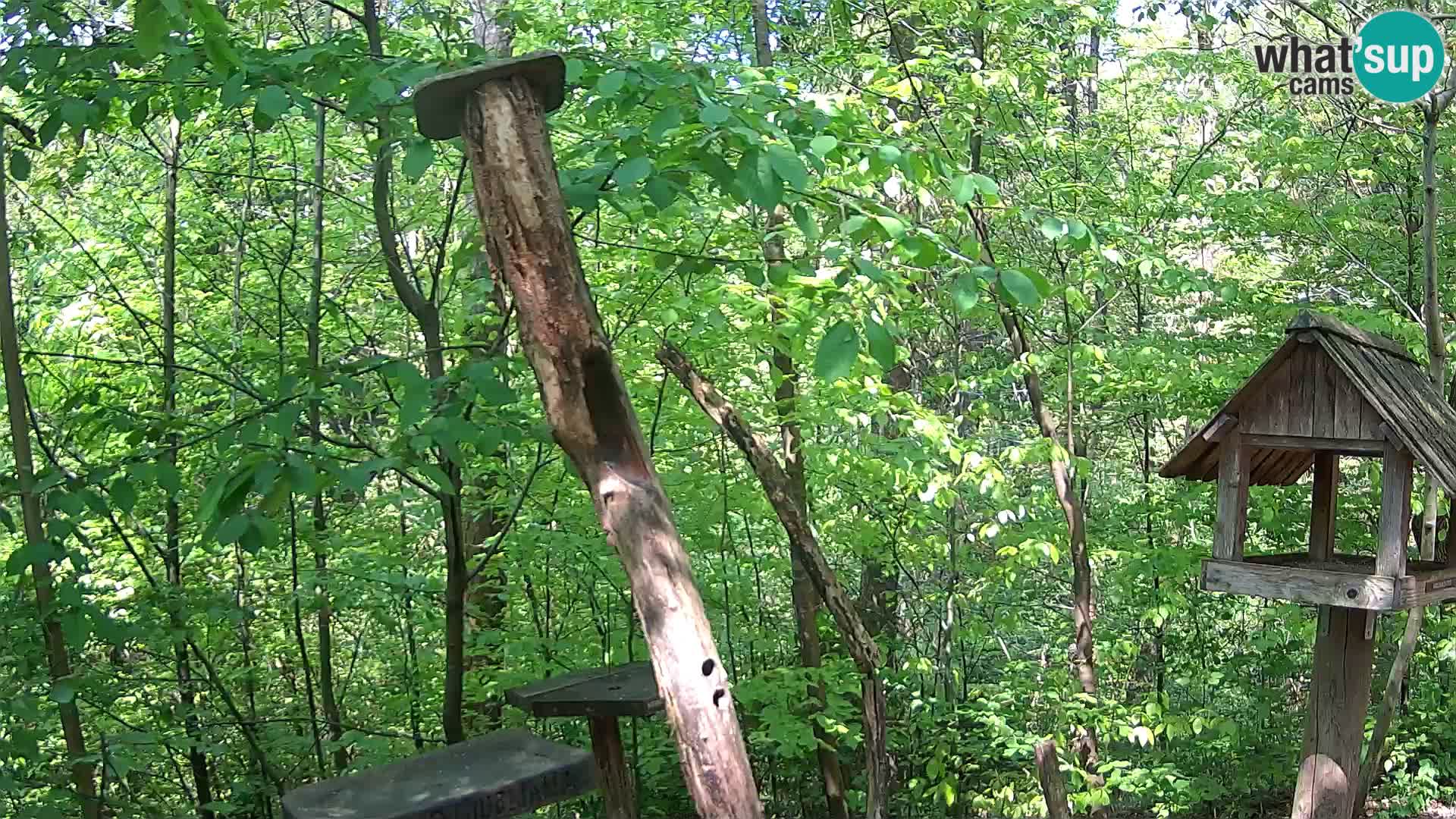 Krmilnice za ptiče v ZOO Ljubljana spletna kamera