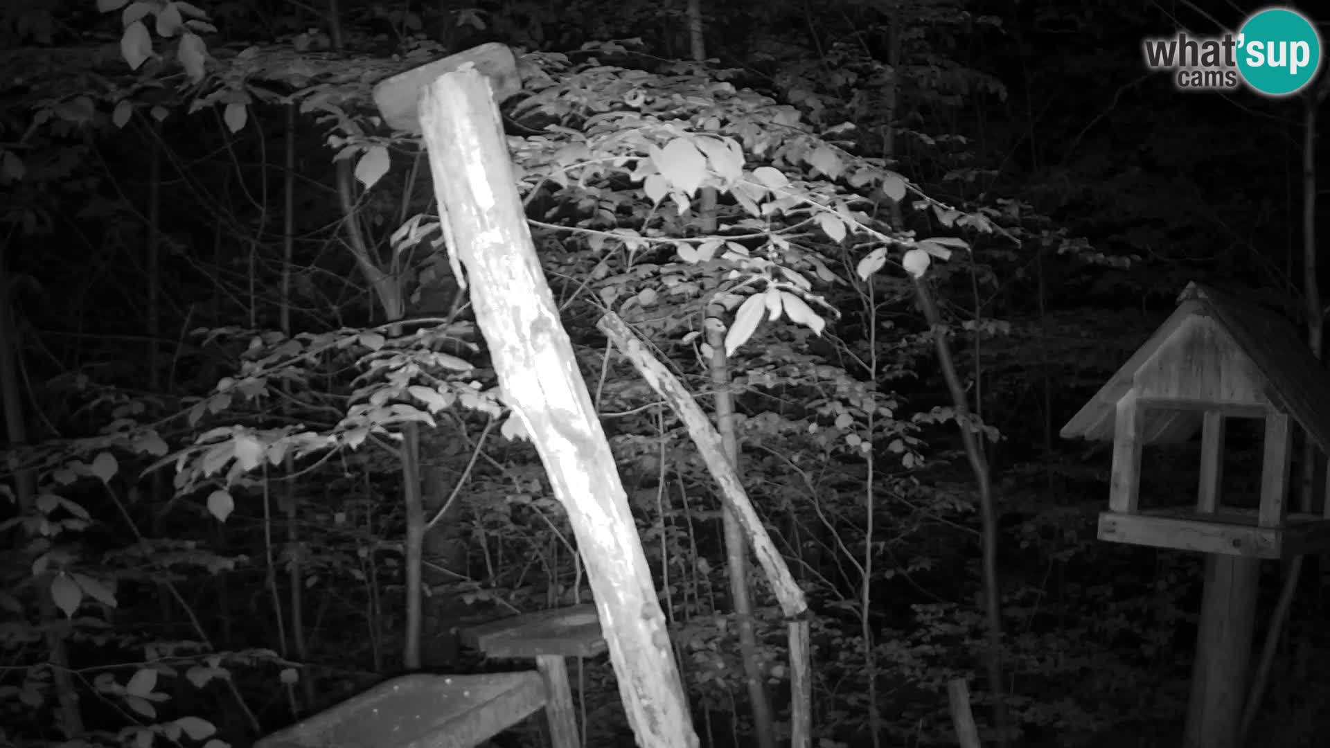 Krmilnice za ptiče v ZOO Ljubljana spletna kamera