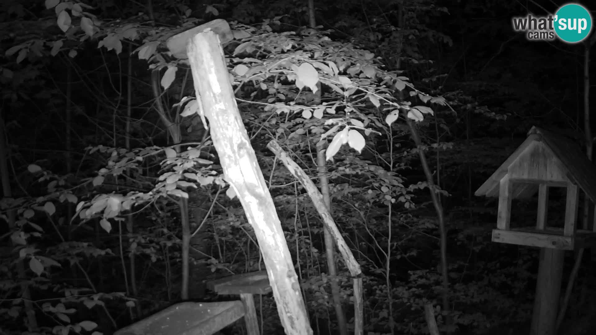 Mangeoires pour oiseaux au ZOO live webcam Ljubljana