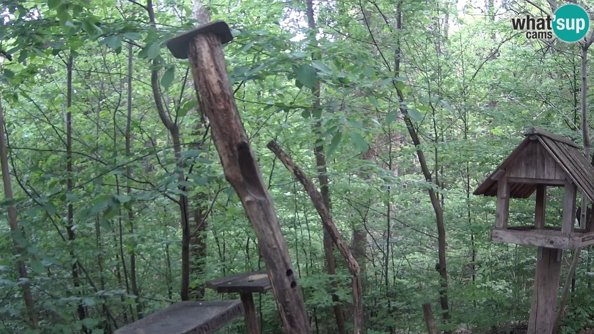 Mangiatoie per uccelli allo ZOO di Lubiana livecam