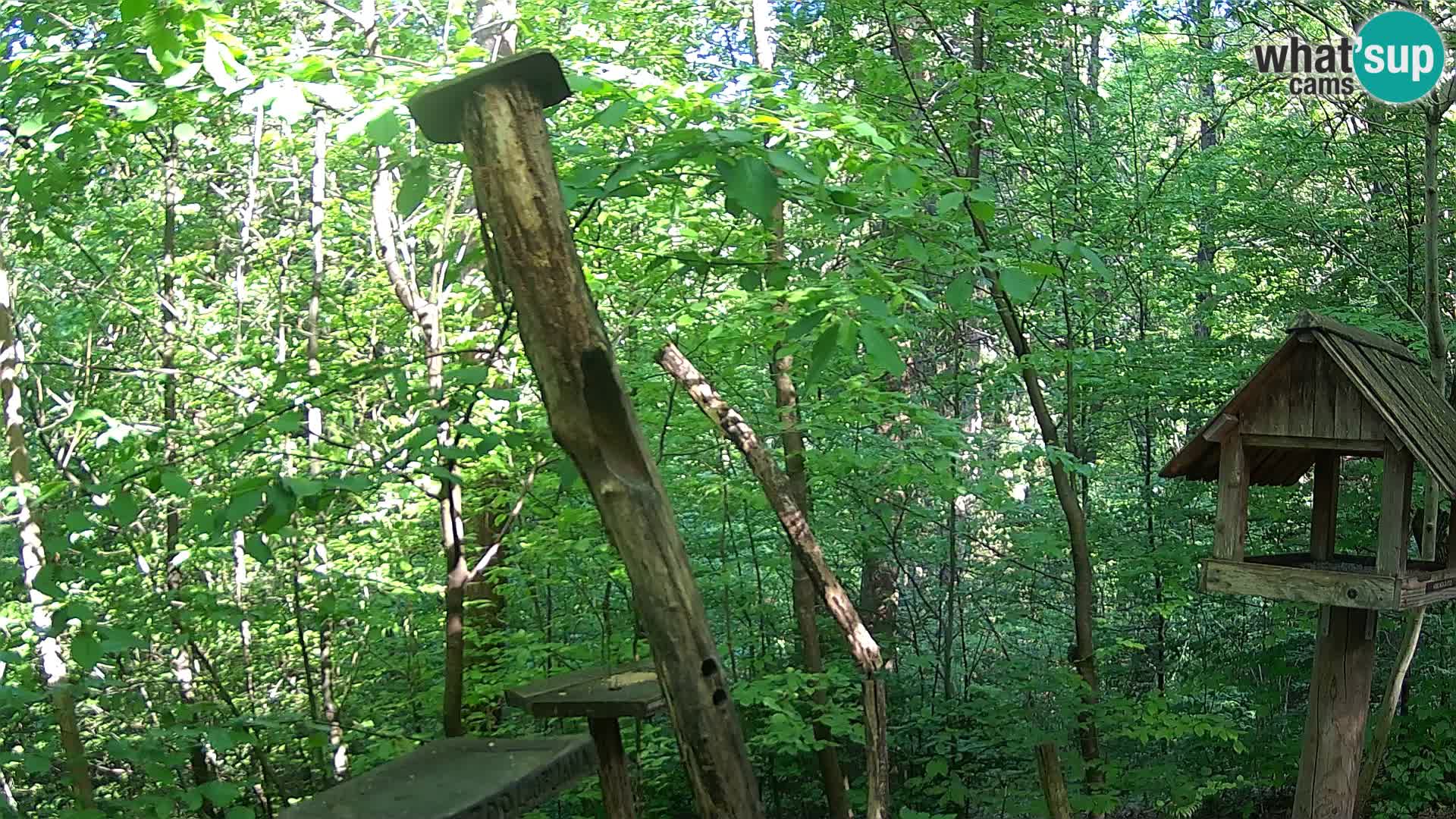 Vogelfutterhäuschen im ZOO webcam Ljubljana