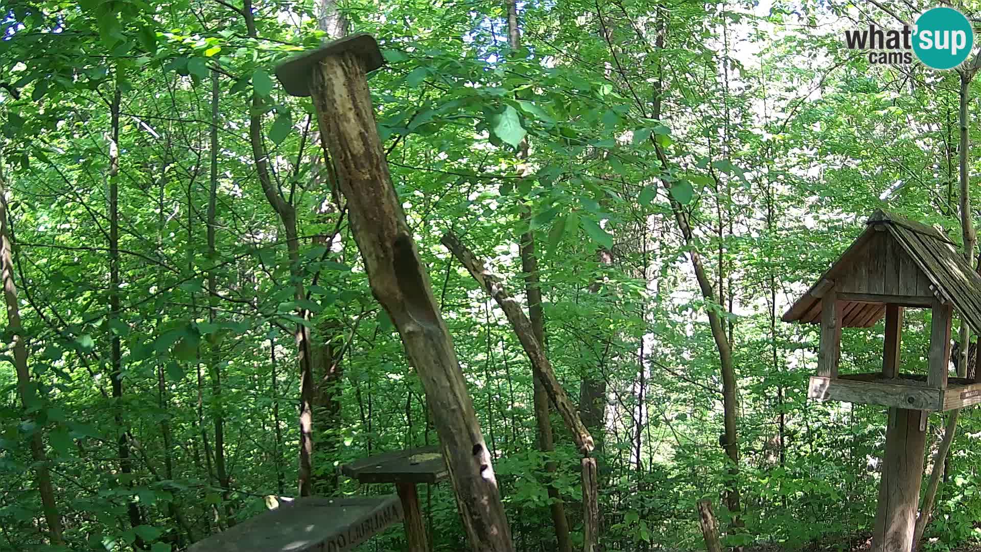 Mangeoires pour oiseaux au ZOO live webcam Ljubljana