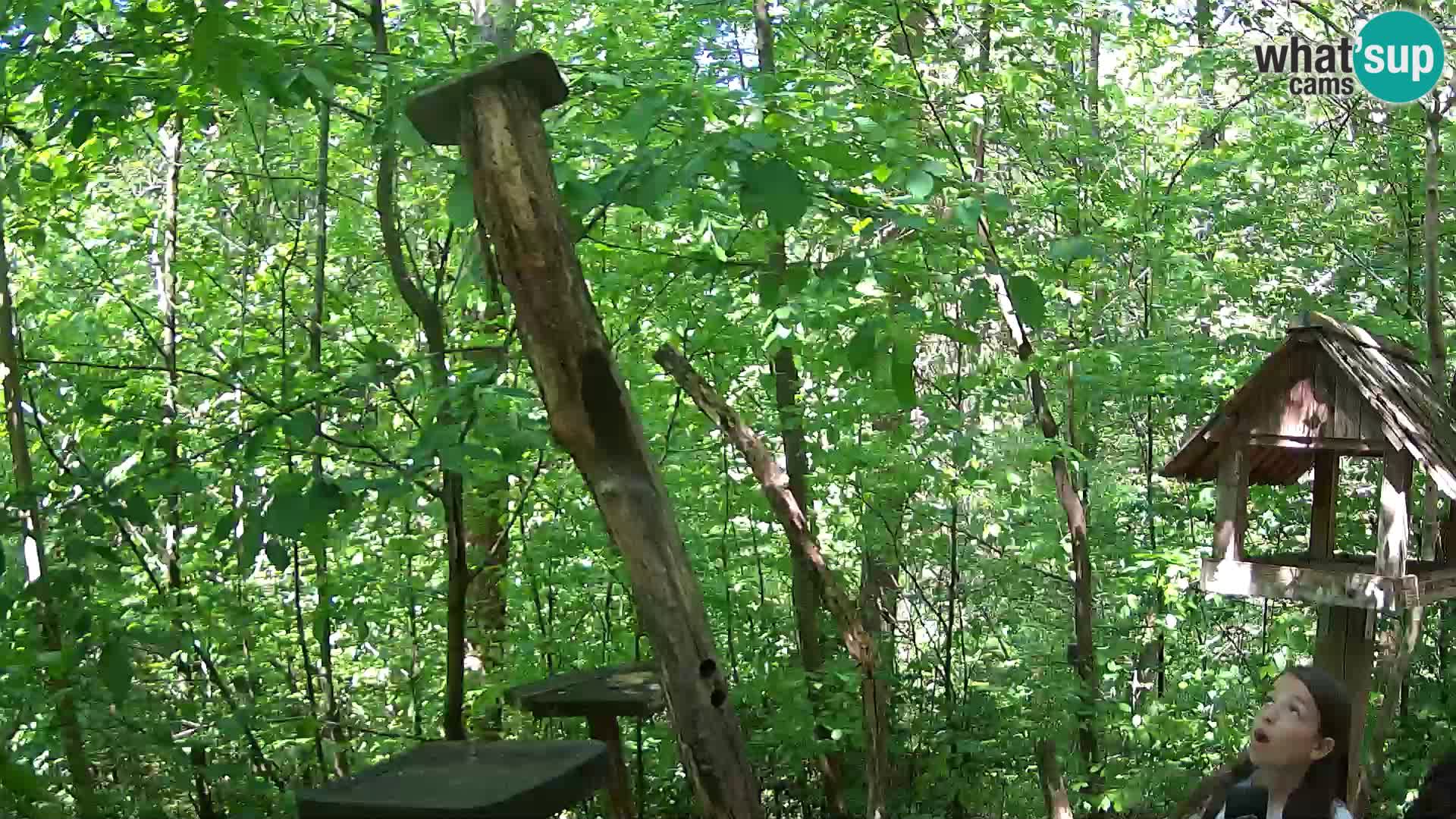 Vogelfutterhäuschen im ZOO webcam Ljubljana
