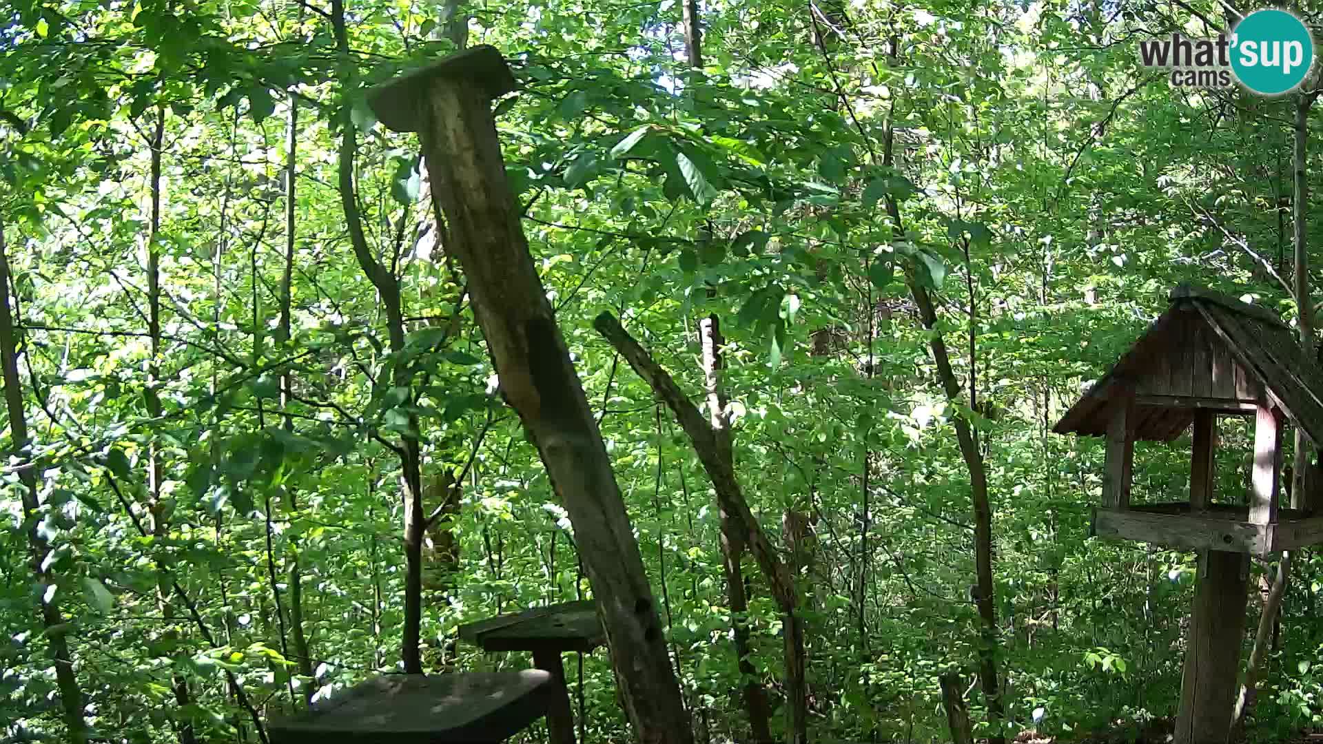 Hranilice za ptice u ZOO web kamera Ljubljana