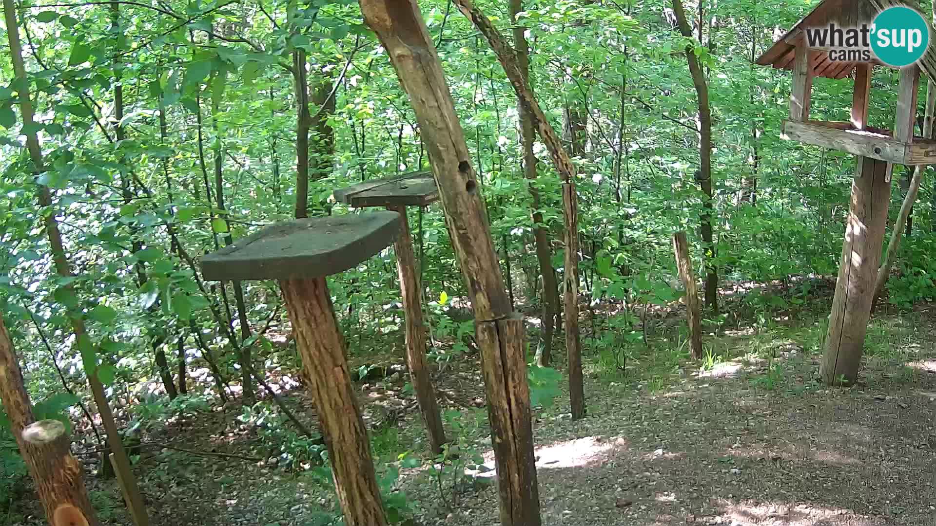 Hranilice za ptice u ZOO web kamera Ljubljana