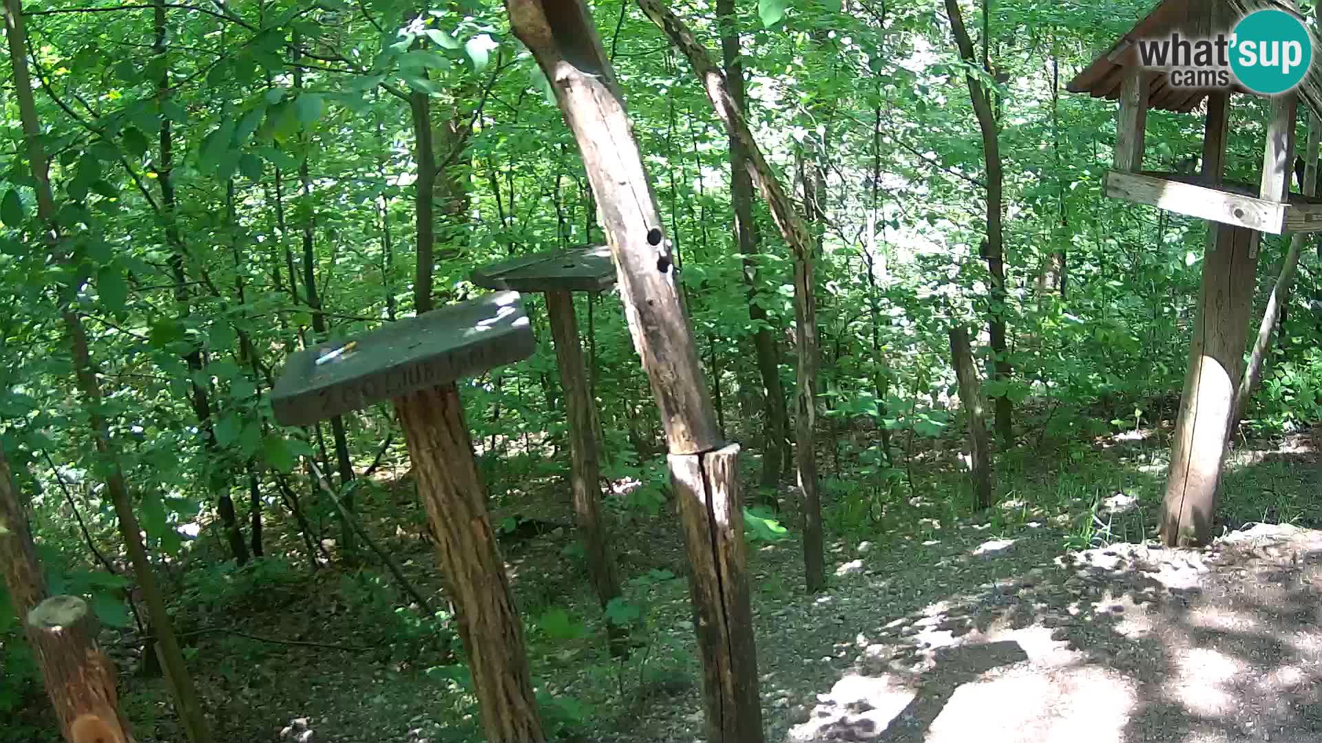 Comederos para pájaros en ZOO Ljubljana camera en vivo