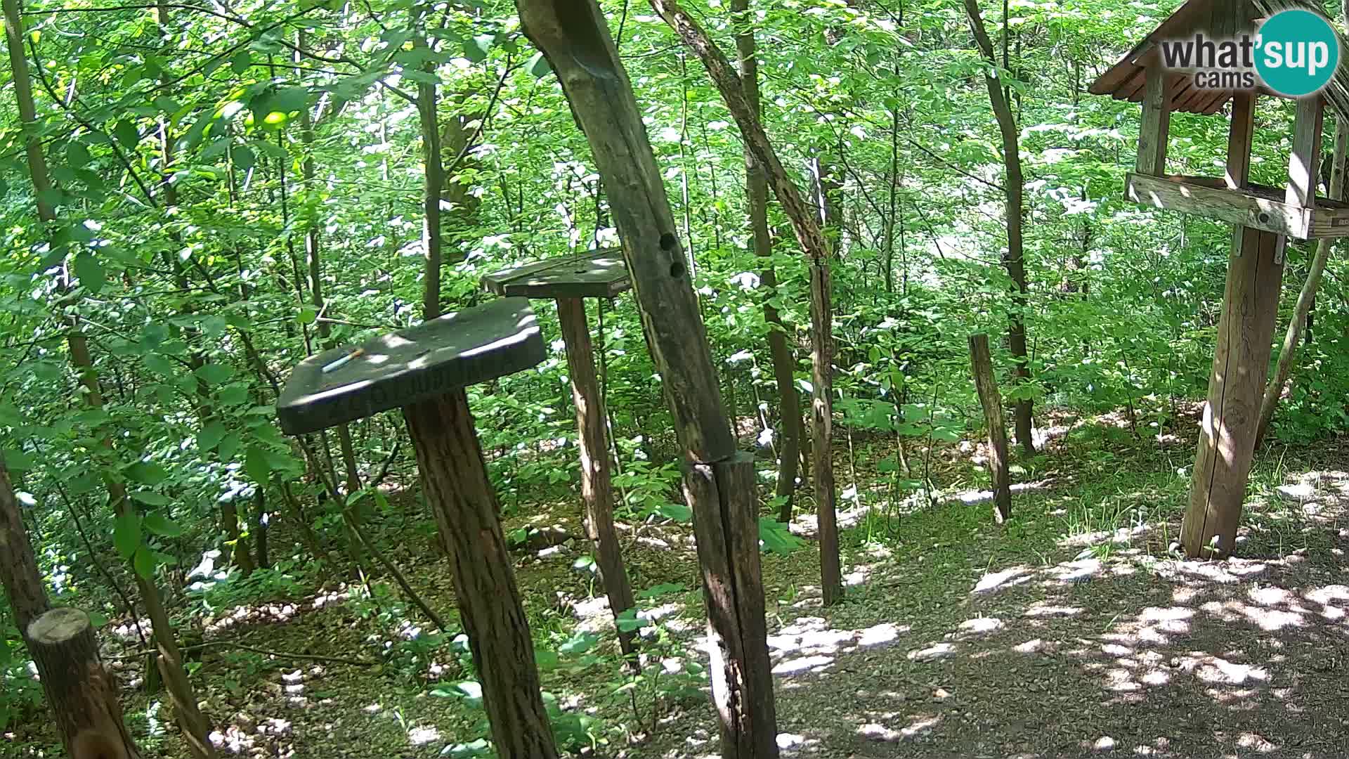 Comederos para pájaros en ZOO Ljubljana camera en vivo
